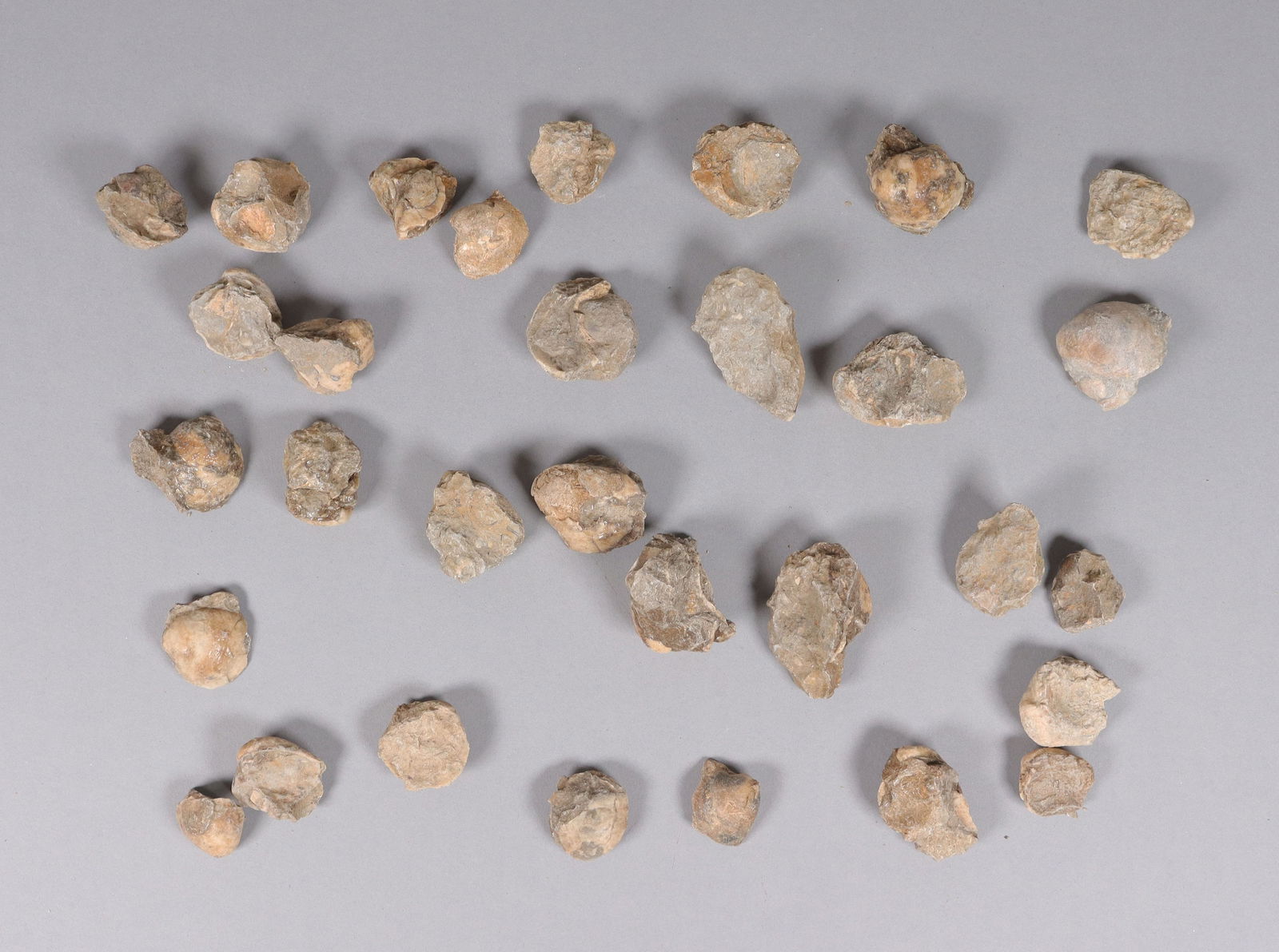 Lots fossilized specimen: Lots fossilized specimen.