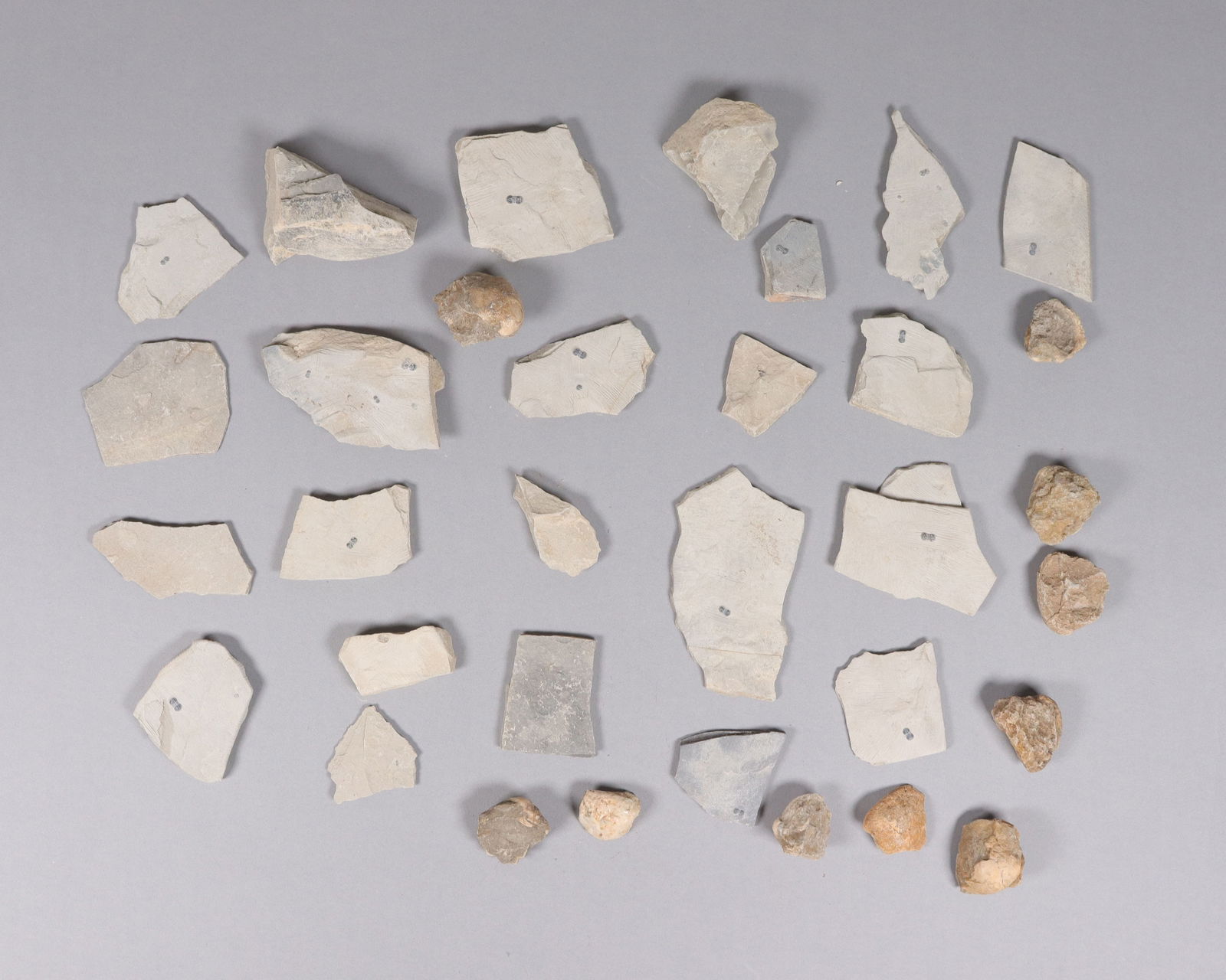 Lots fossilized specimen: Lots fossilized specimen.