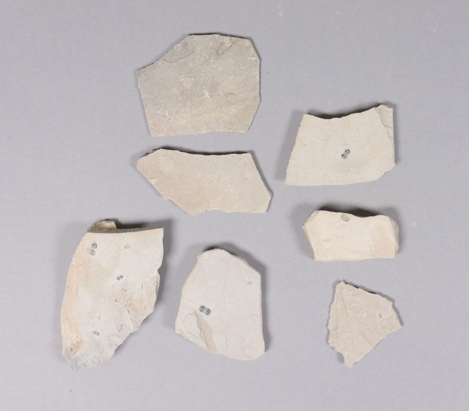 Lots fossilized specimen - 3