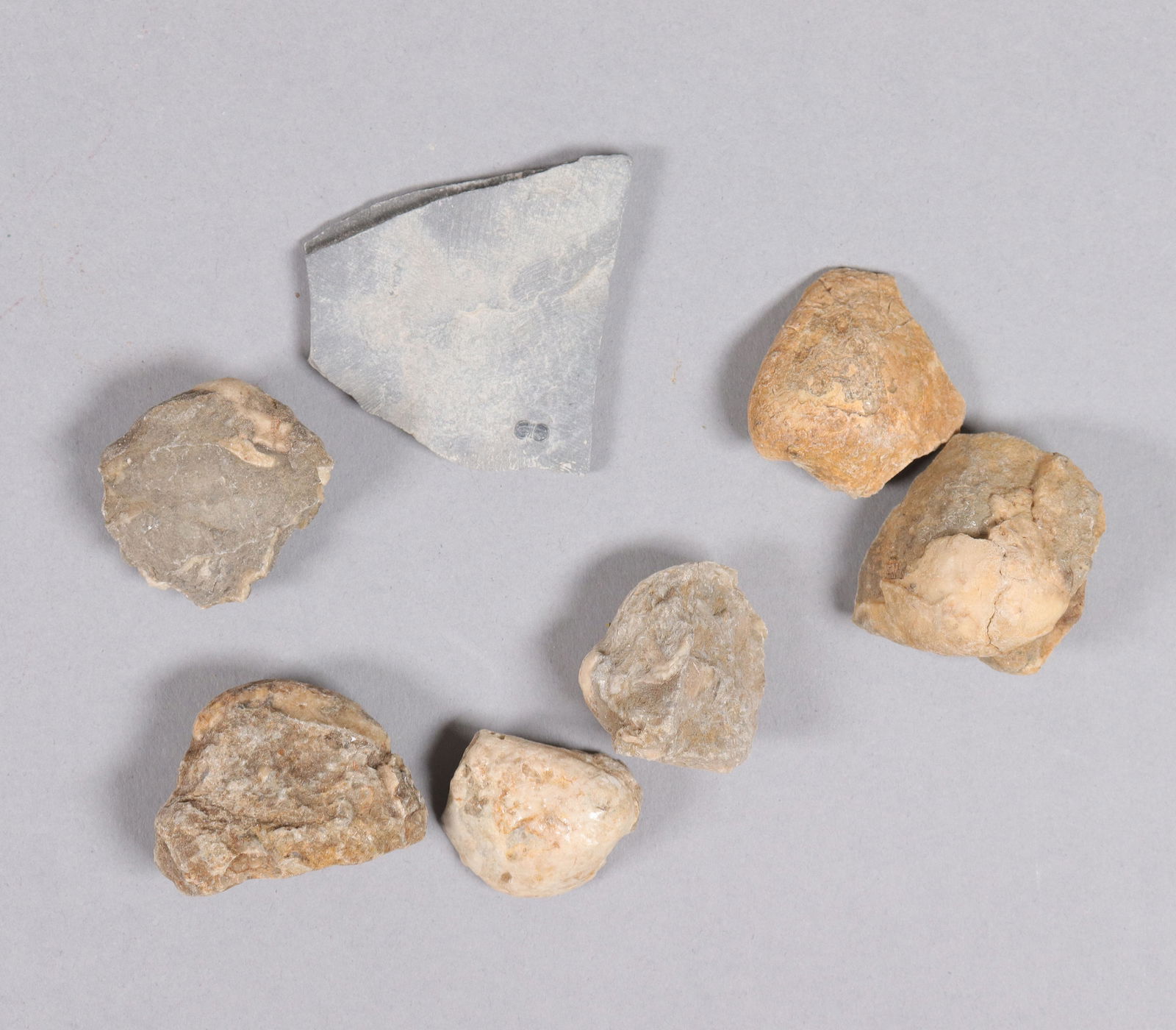 Lots fossilized specimen - 4