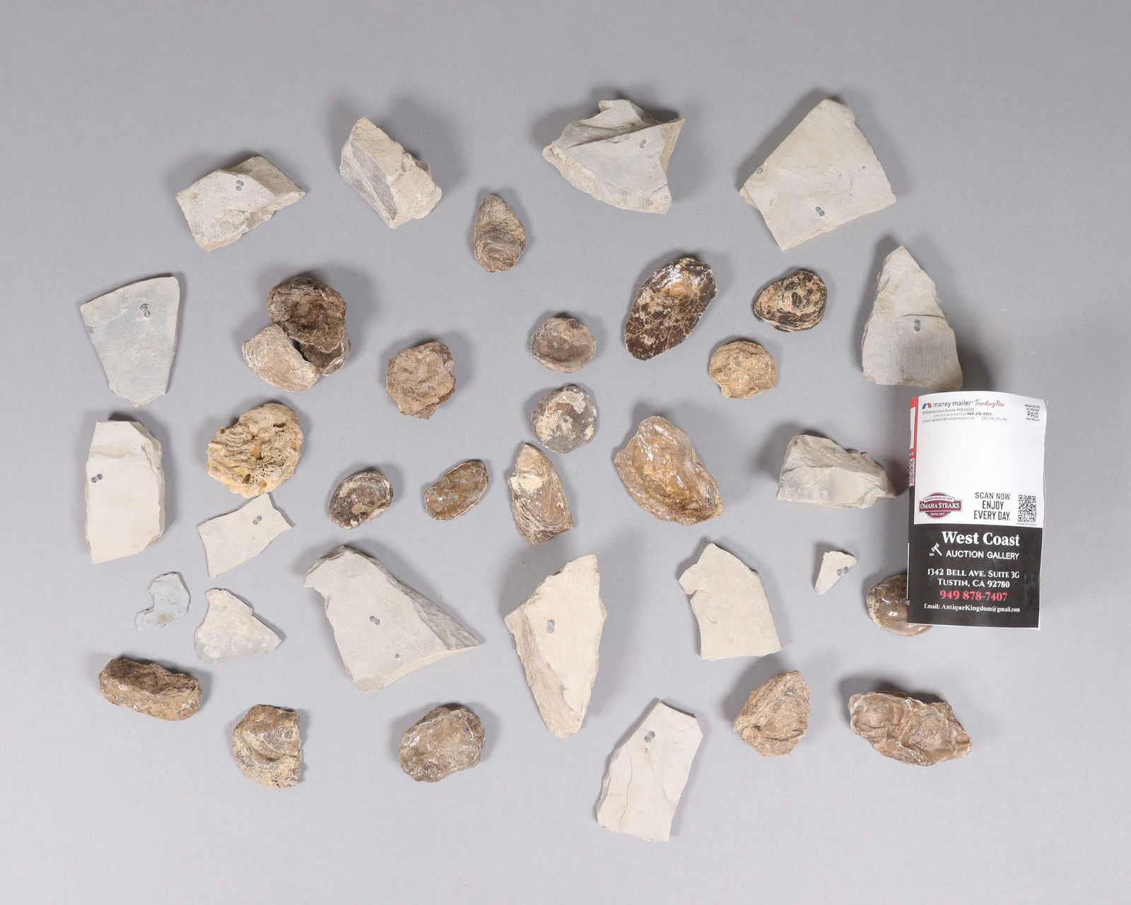 Lots fossilized specimen - 2