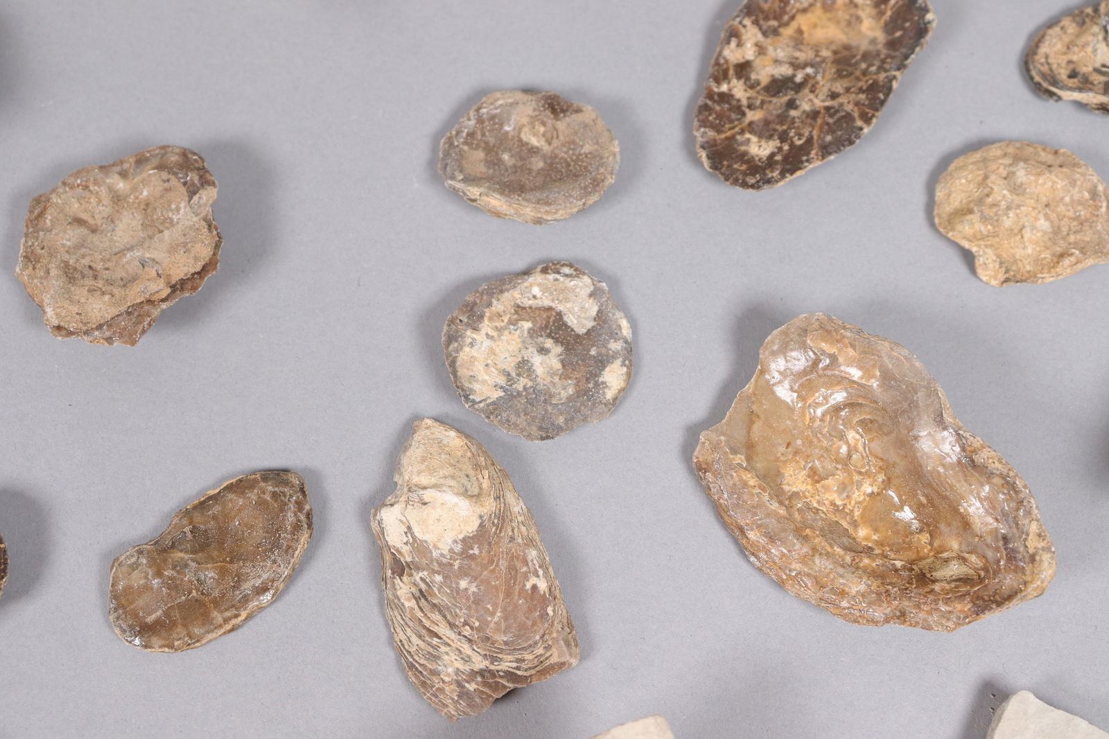 Lots fossilized specimen - 3