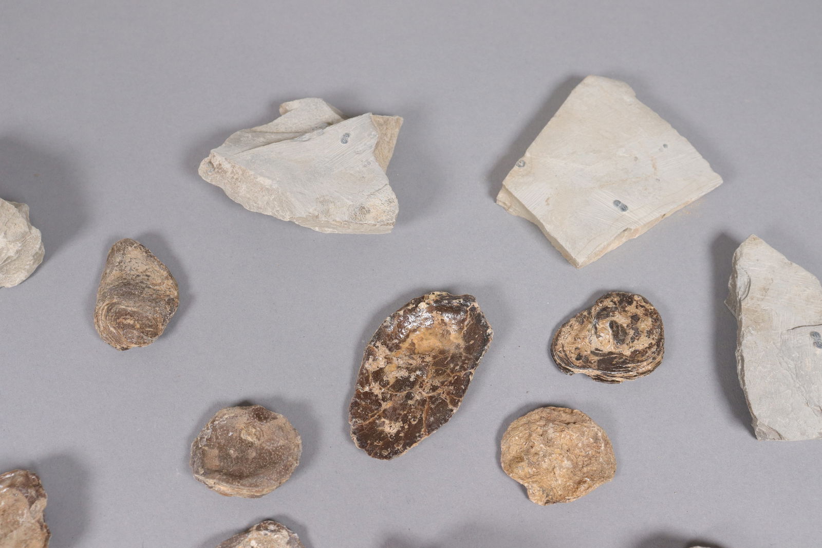 Lots fossilized specimen - 5