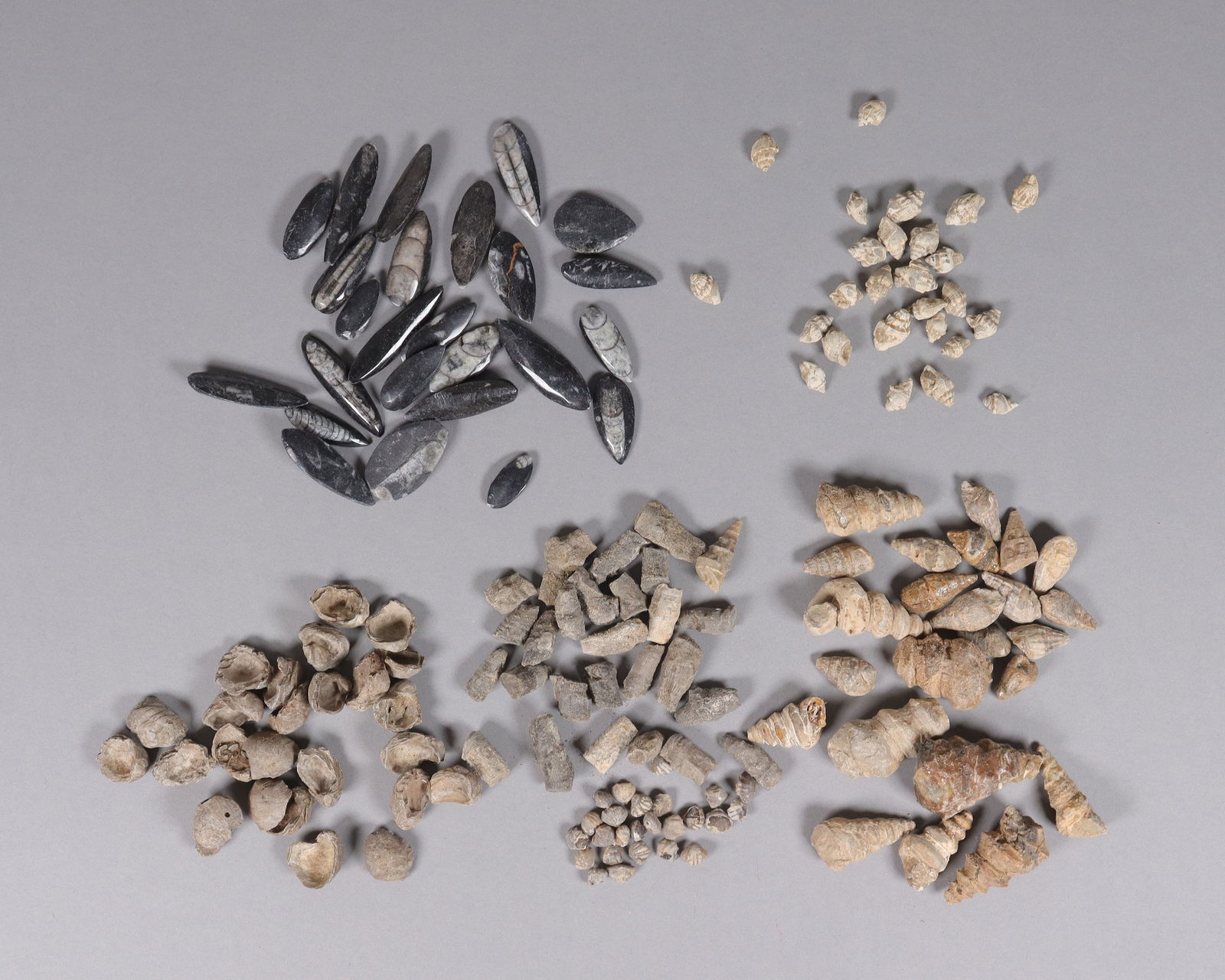 Lots fossilized specimen: Lots fossilized specimen.