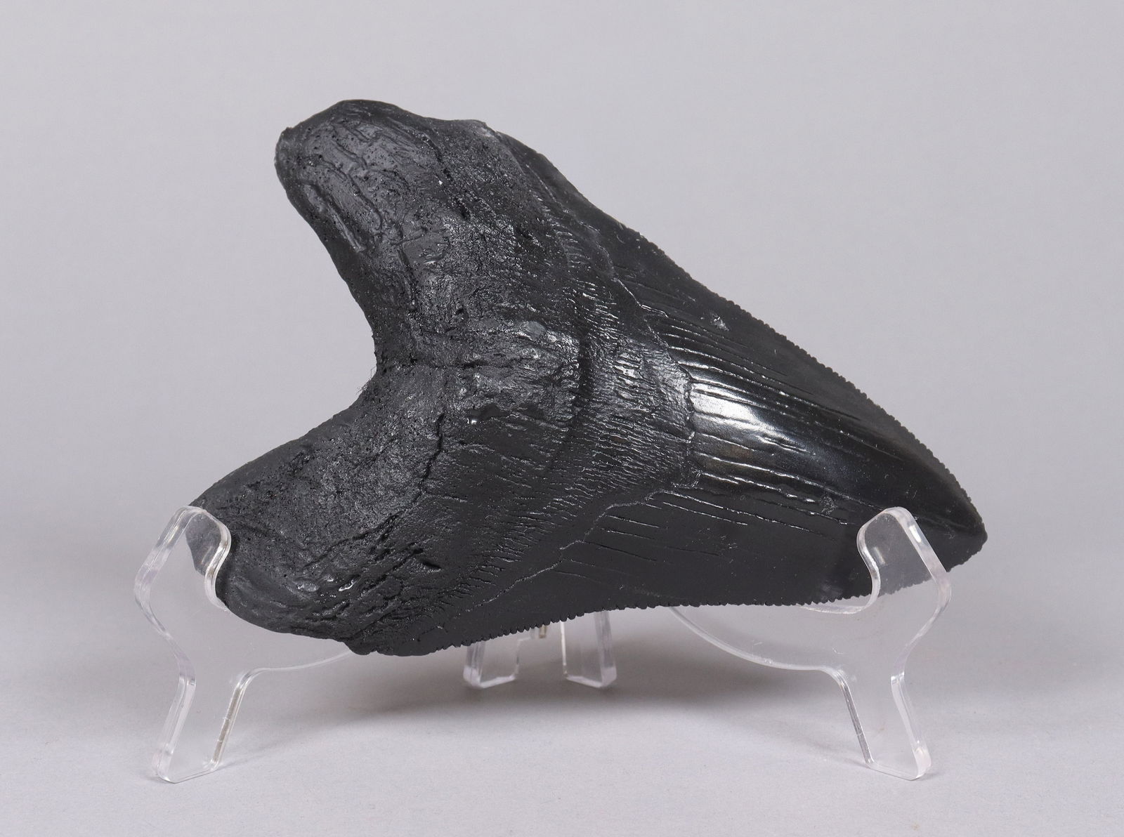 A large fossilized item: A large fossilized item. All sales are final, no return. H: 5."