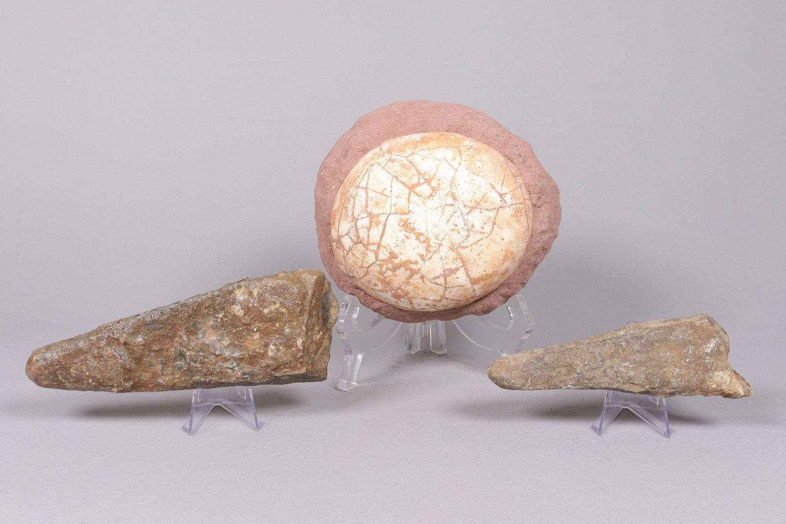 Lots fossilized specimen: Lots fossilized specimen, ungraded.