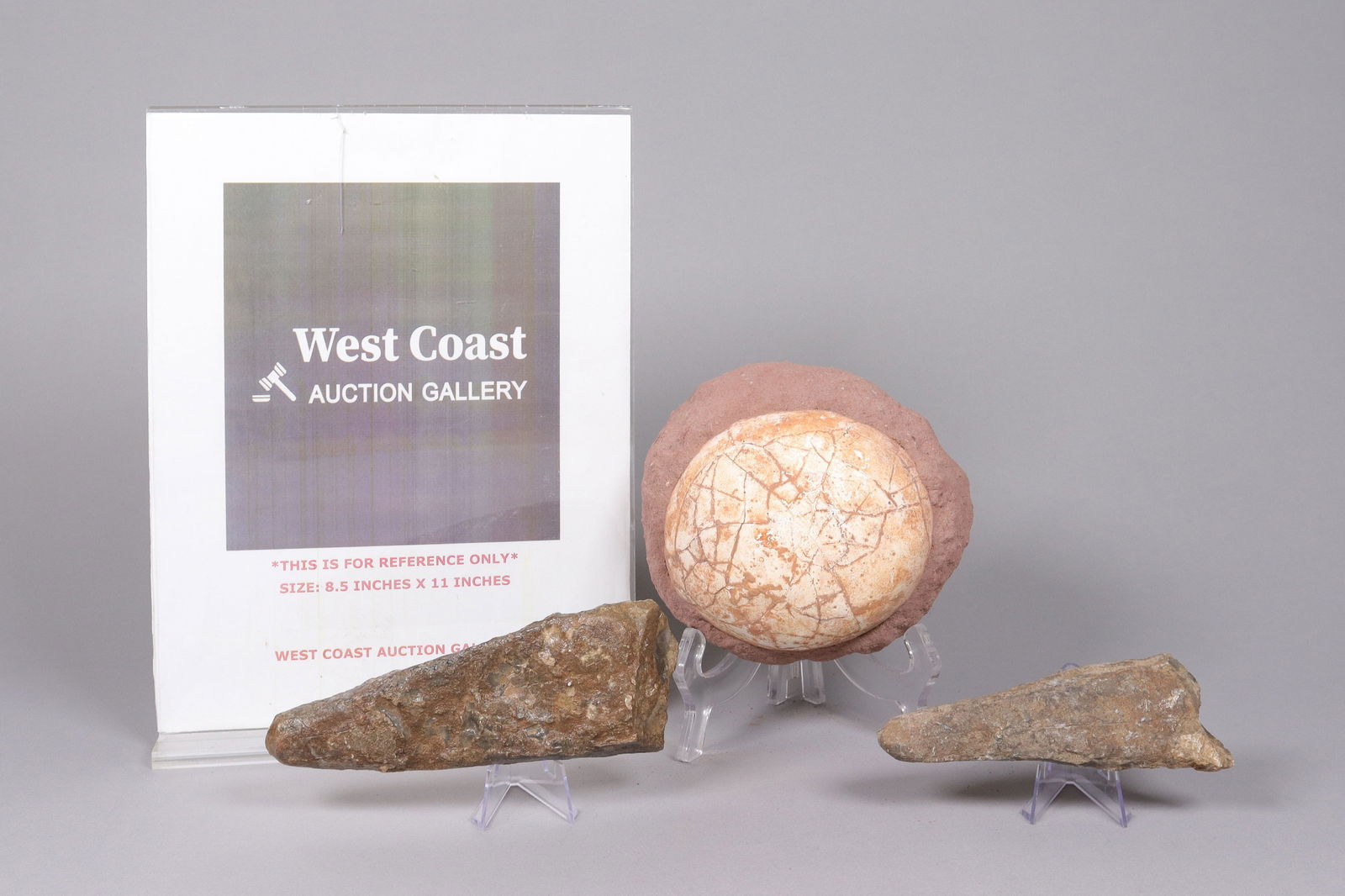 Lots fossilized specimen - 2