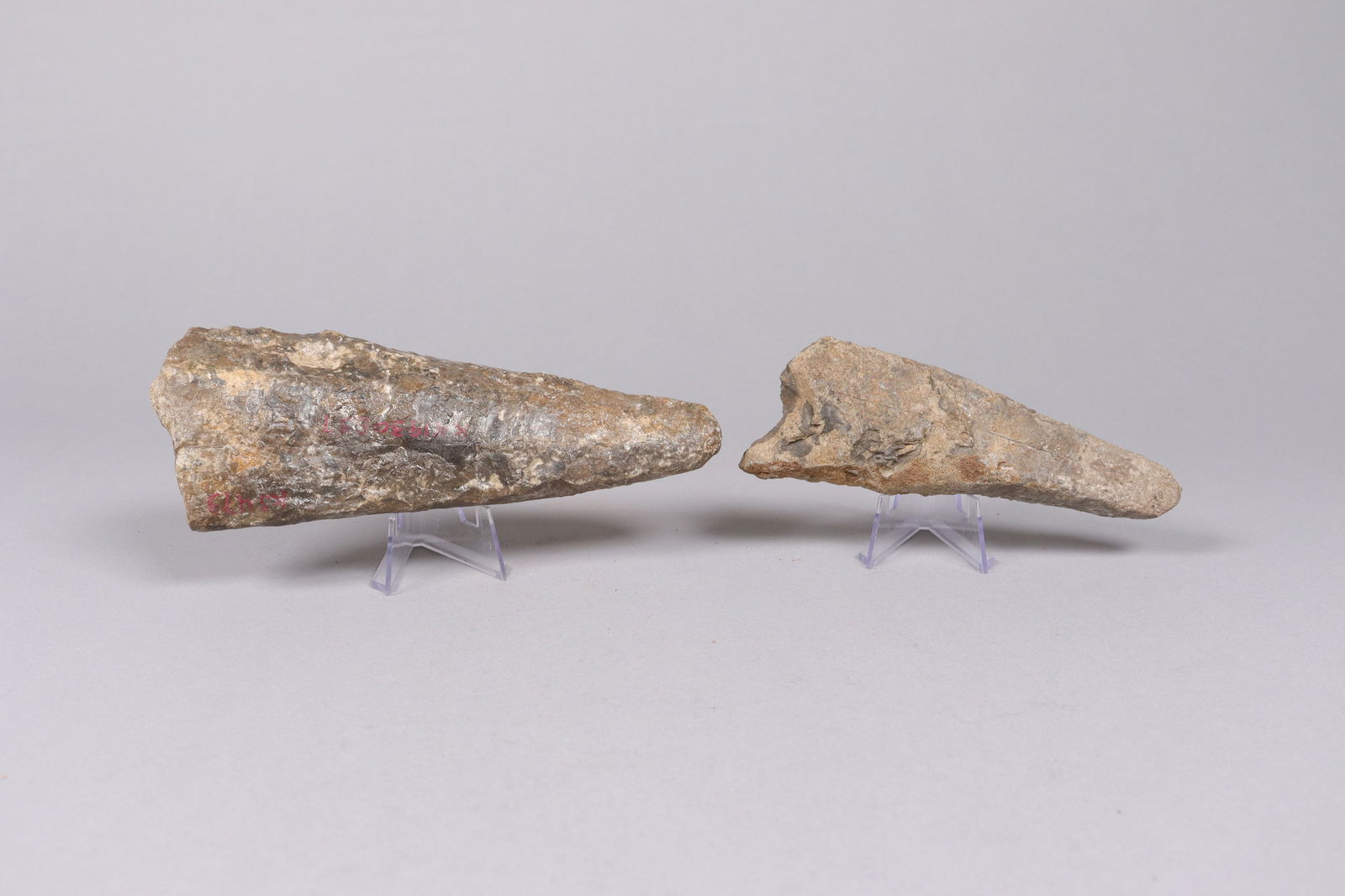 Lots fossilized specimen - 4