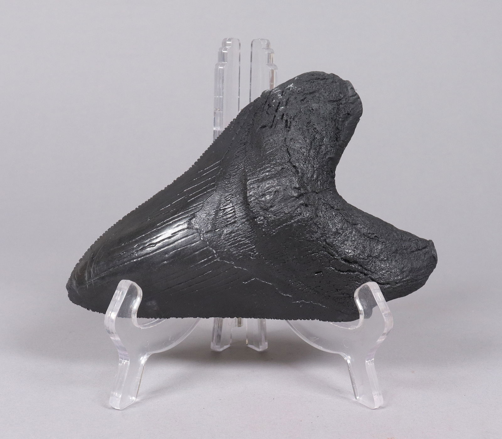 A large fossilized item: A large fossilized item. H: 4.9" x W: 7."