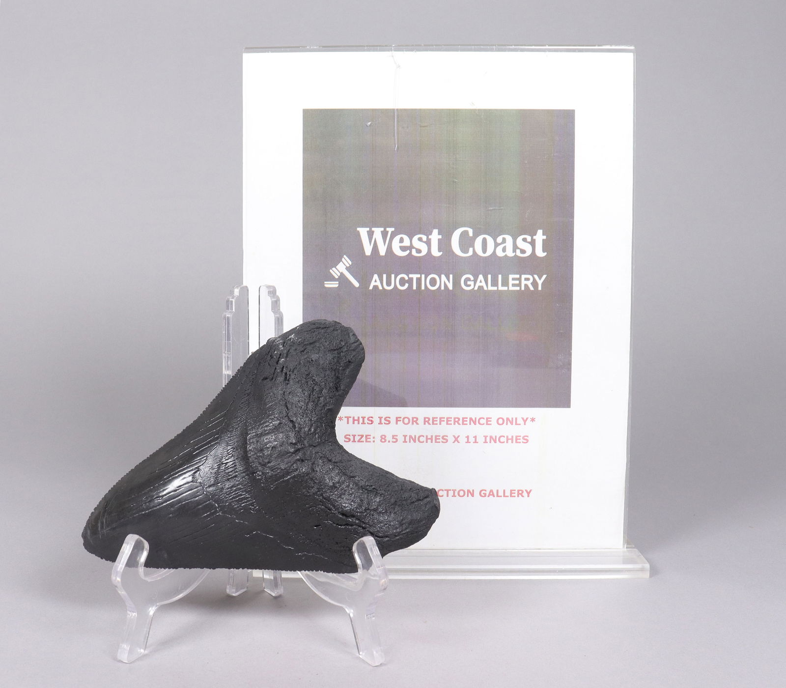 A large fossilized item - 2