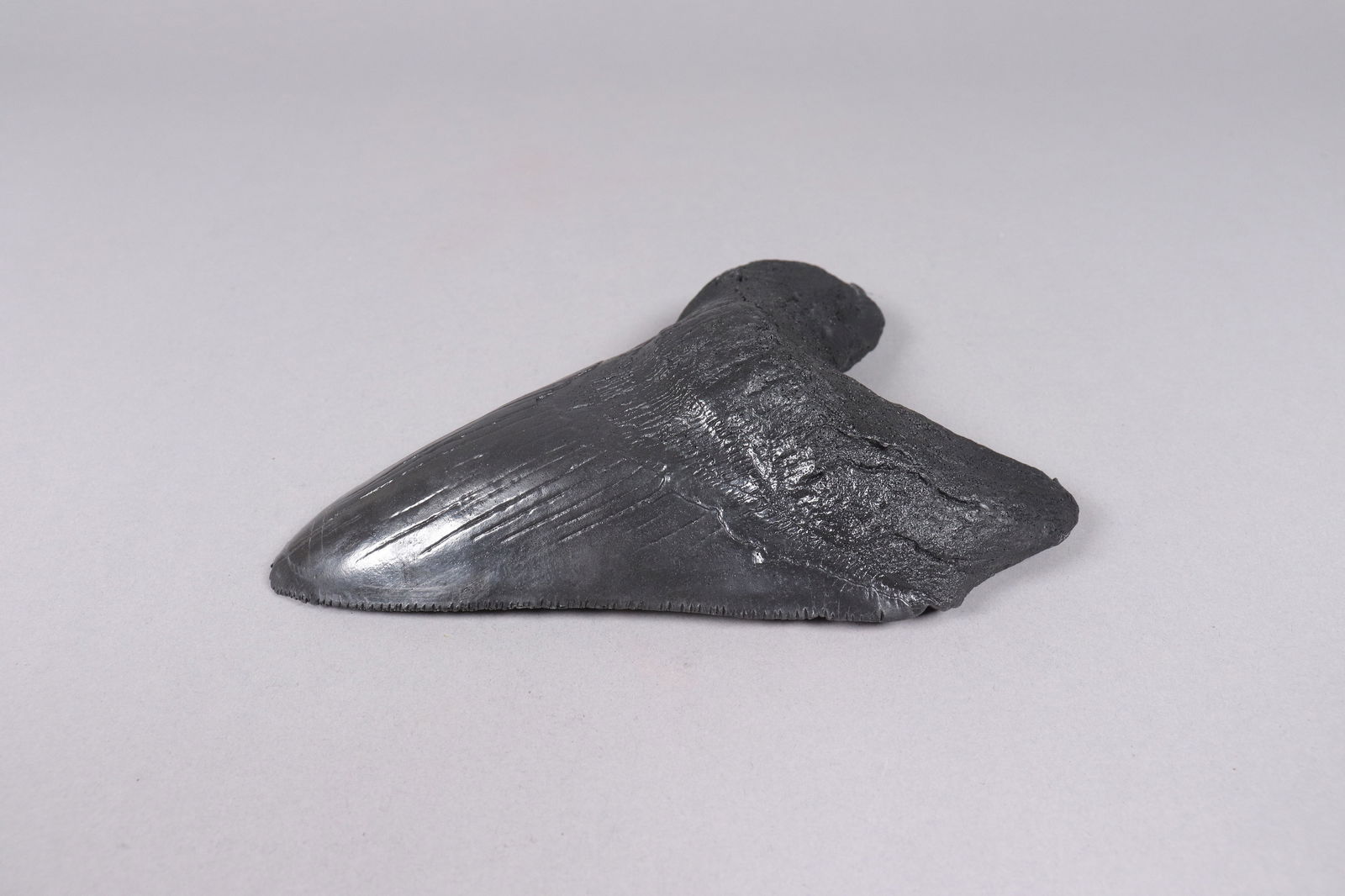 A large fossilized item - 3