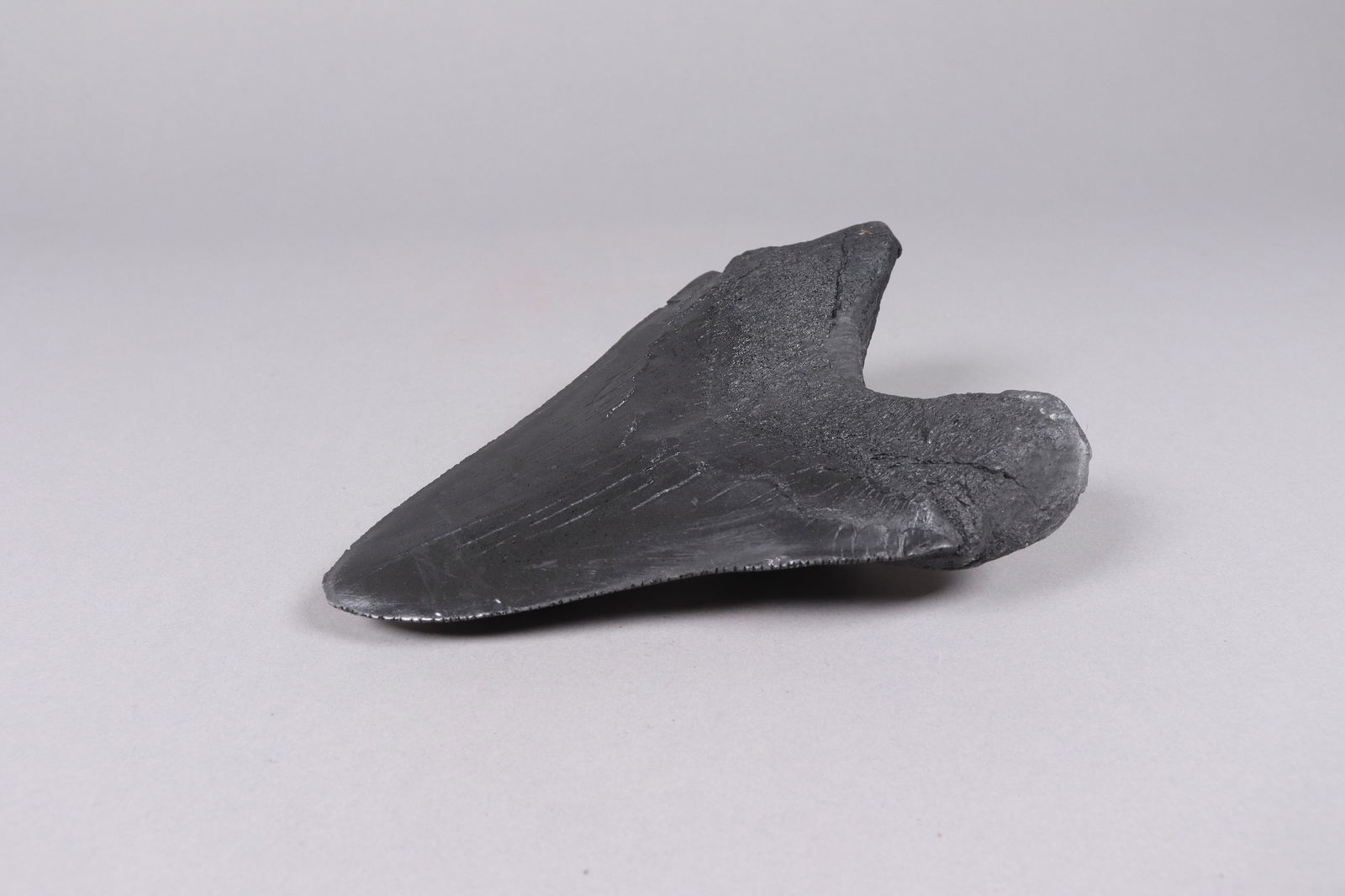 A large fossilized item - 5