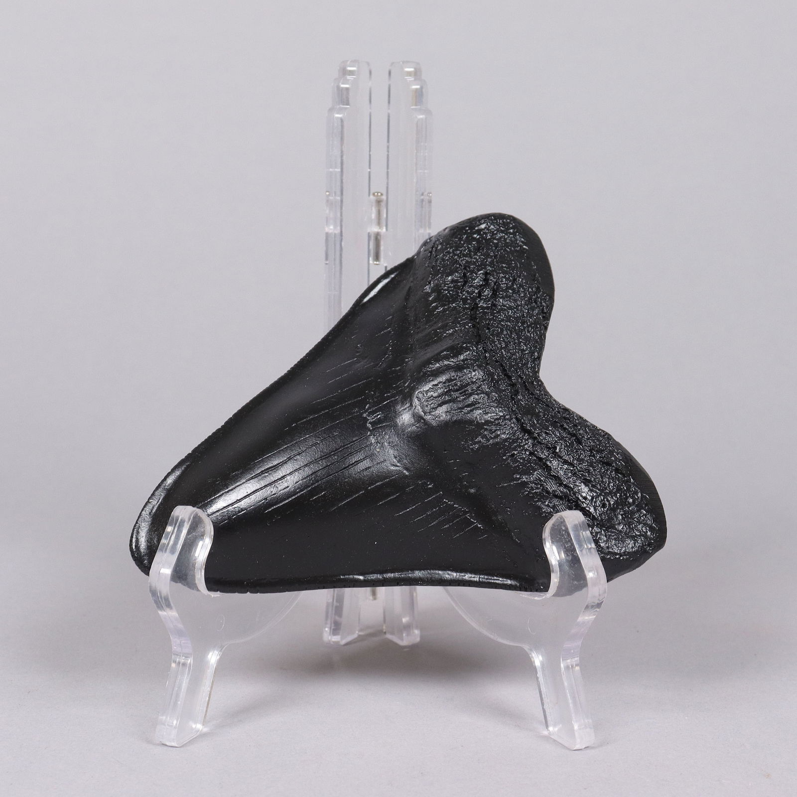 A large fossilized item: A large fossilized item. H: 3.9" x W: 5."