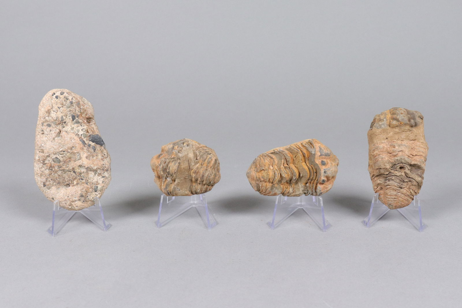 Lots fossilized item (1 of 6)