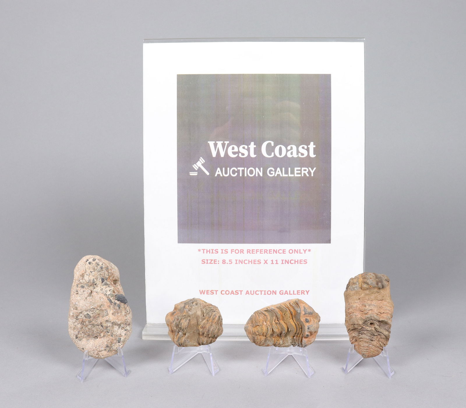 Lots fossilized item - 2