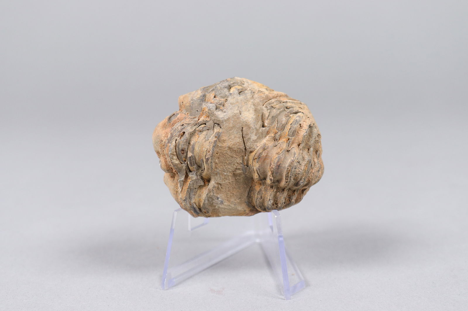 Lots fossilized item - 4