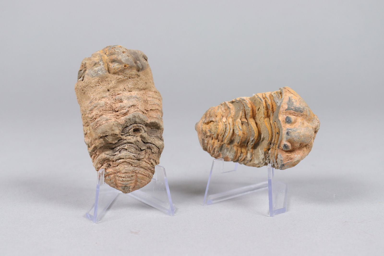 Lots fossilized item - 5