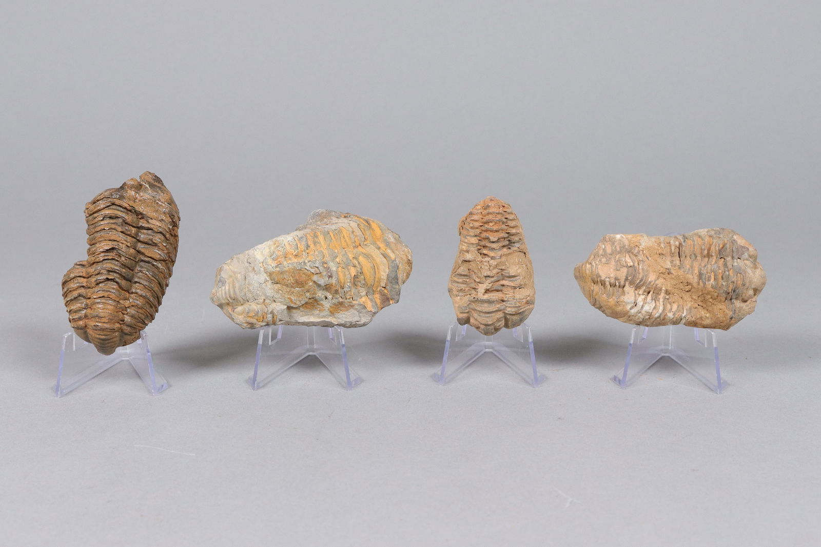 Lots fossilized item (1 of 6)