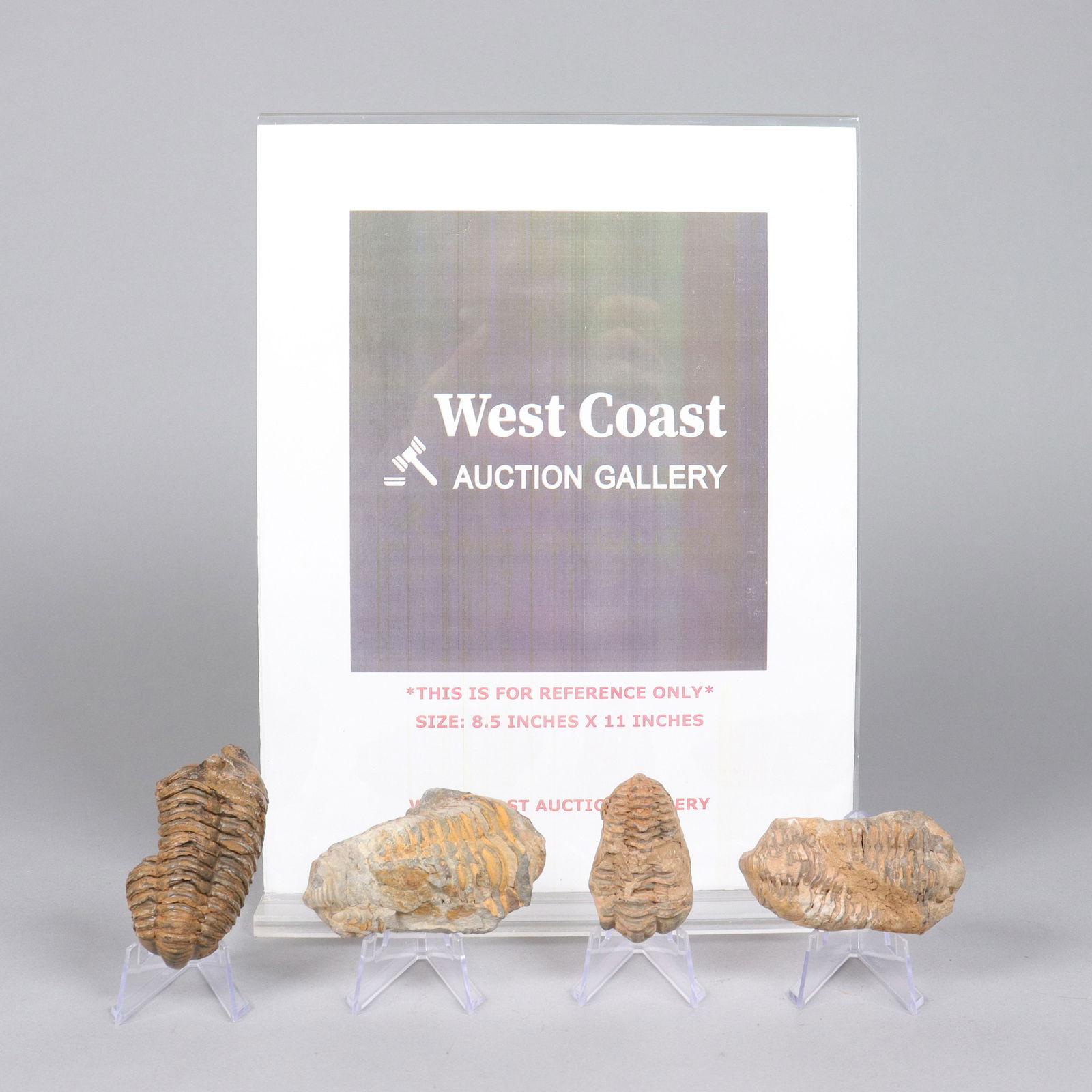 Lots fossilized item - 2