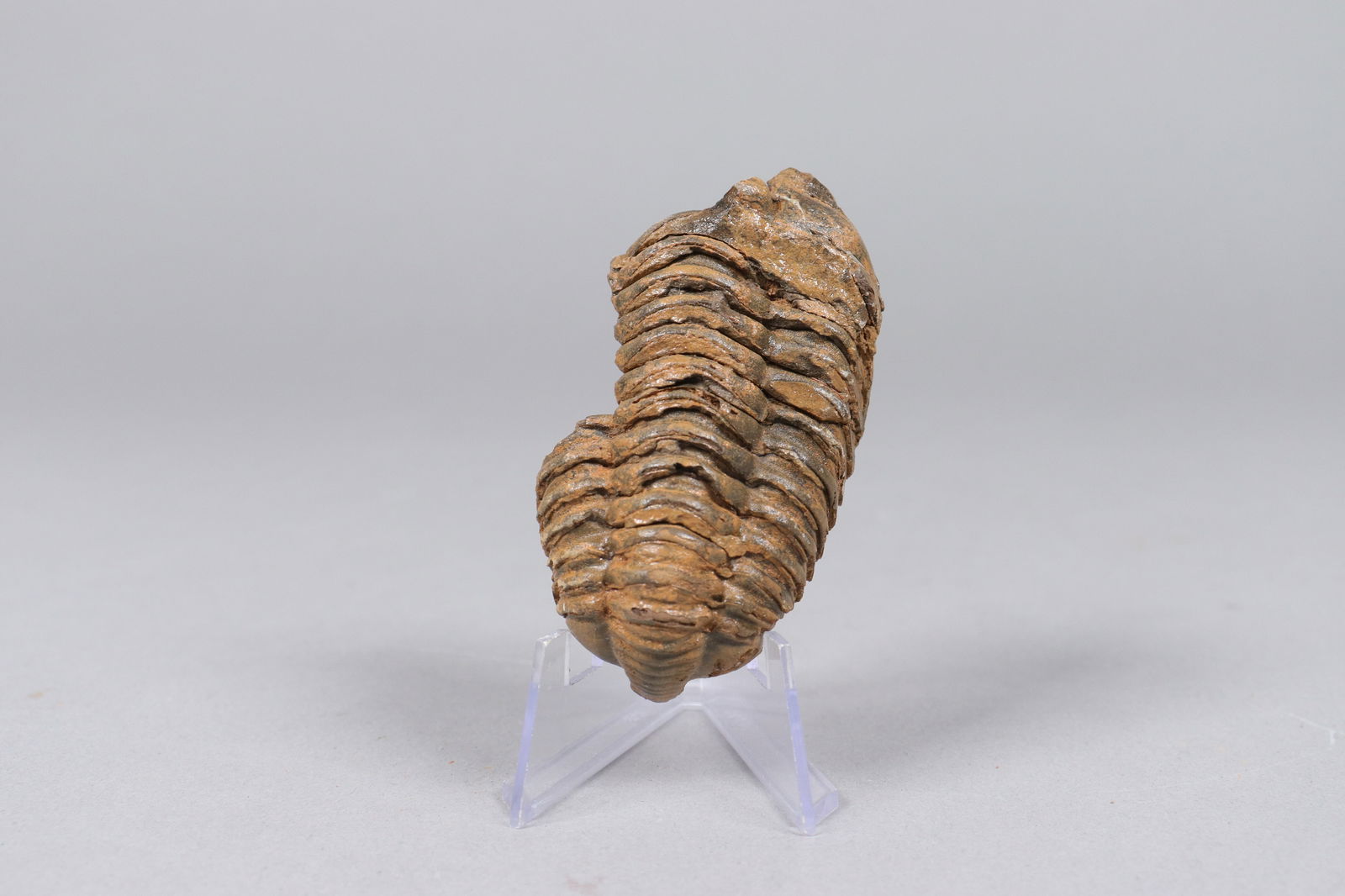 Lots fossilized item - 3