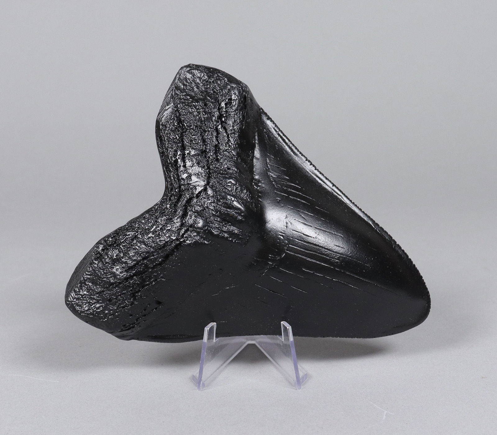 A large fosslized item (1 of 6)