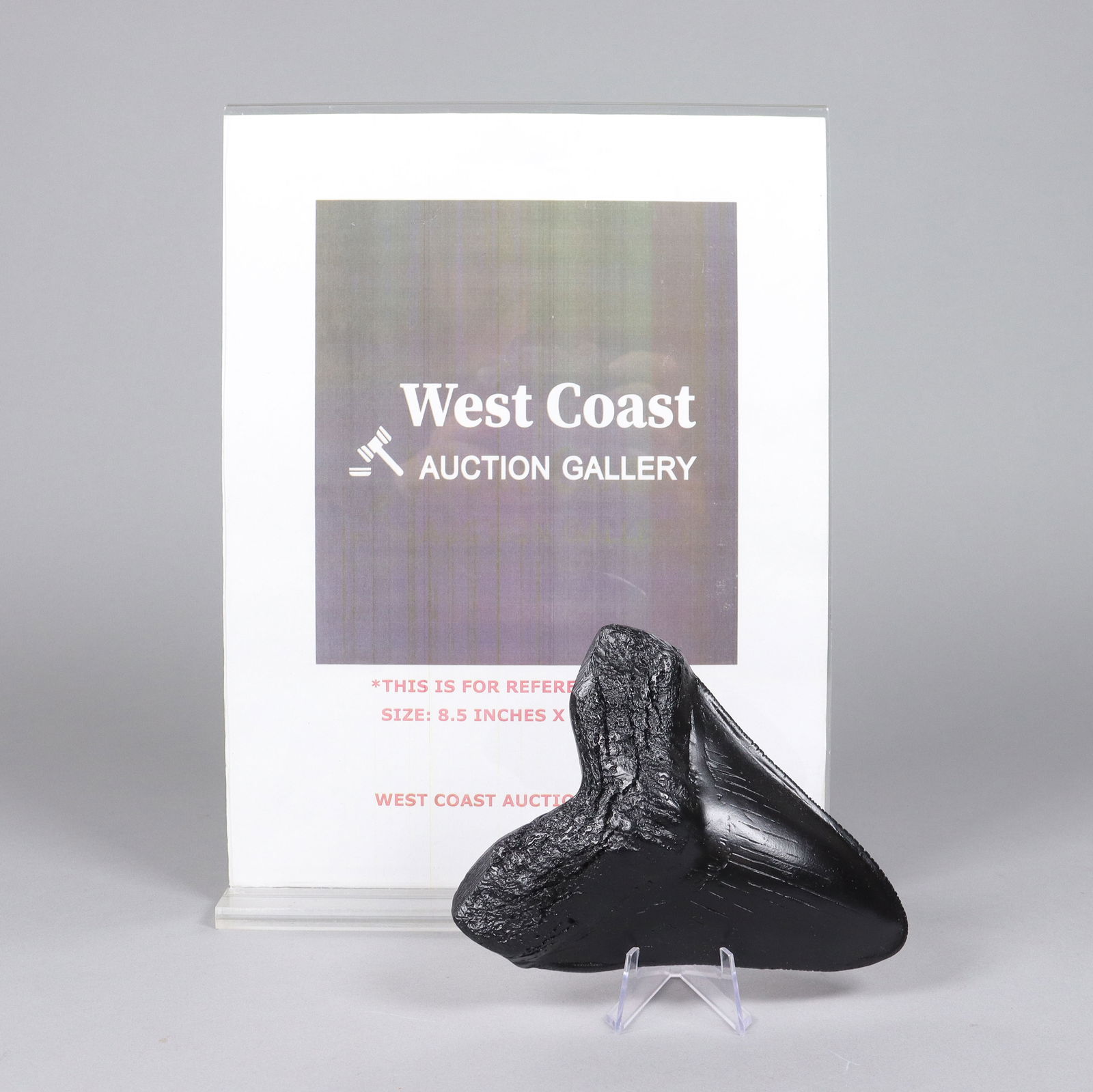 A large fosslized item - 2