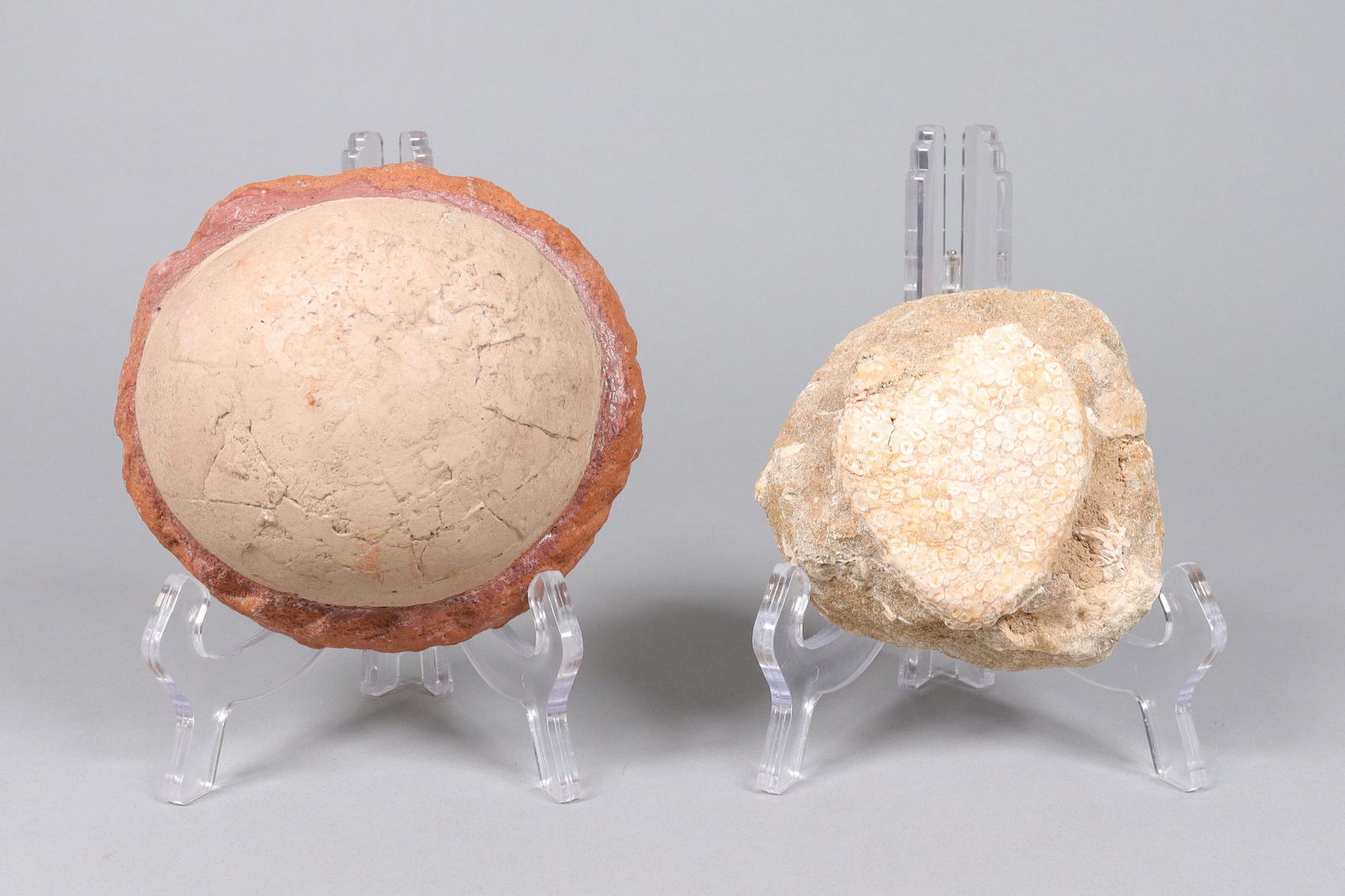 Lots fossilized item: Lots fossilized item. From an estate.