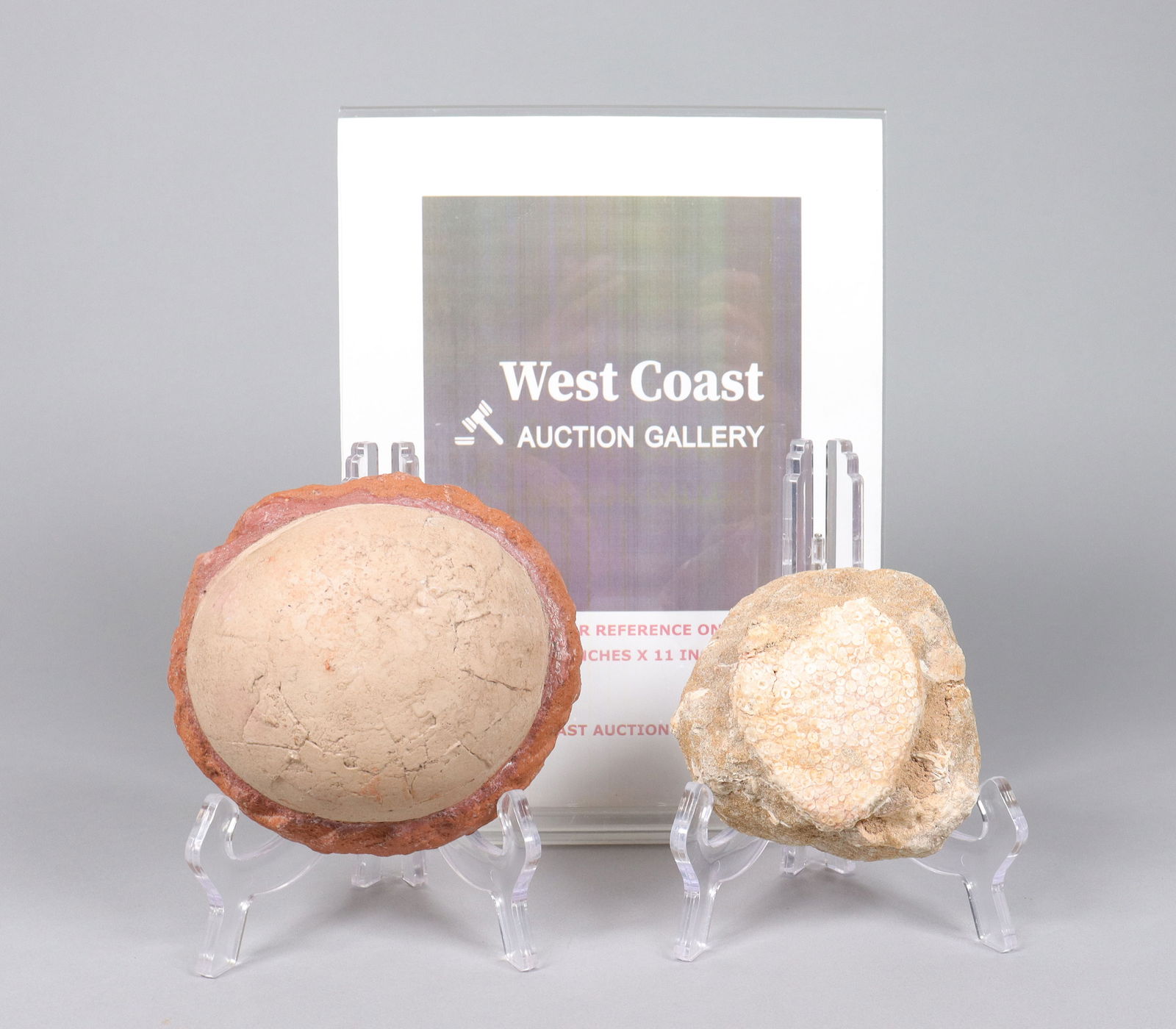 Lots fossilized item - 2