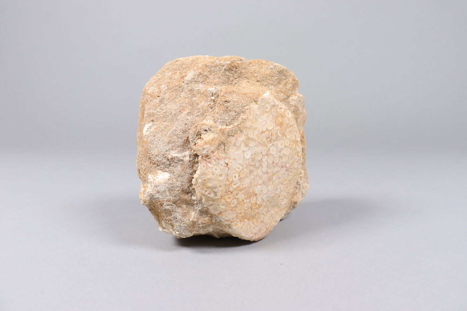 Lots fossilized item - 5