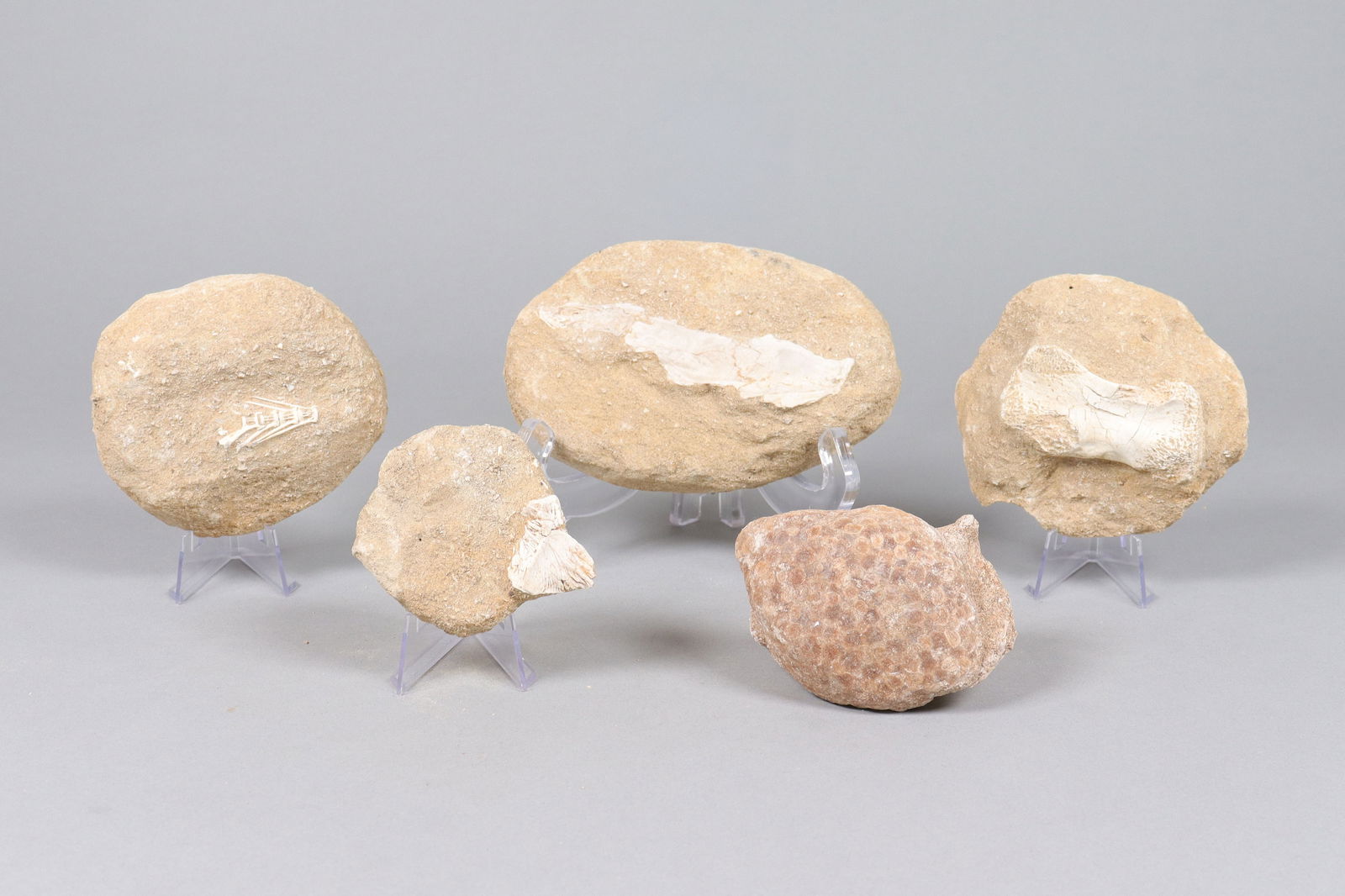 Lots fossilized items ungraded (1 of 6)