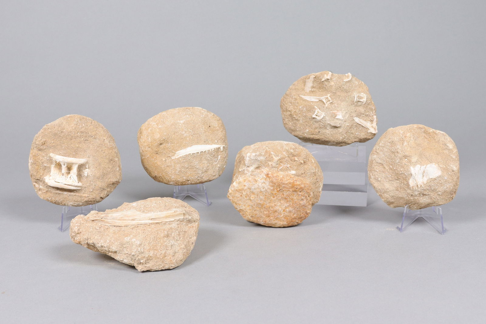 Lots fossilized items ungraded (1 of 6)