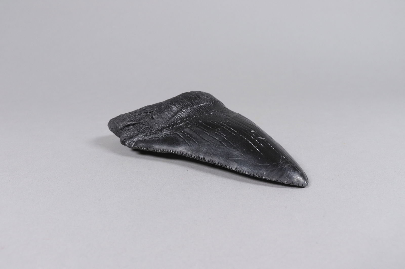 A large fosslized item - 4