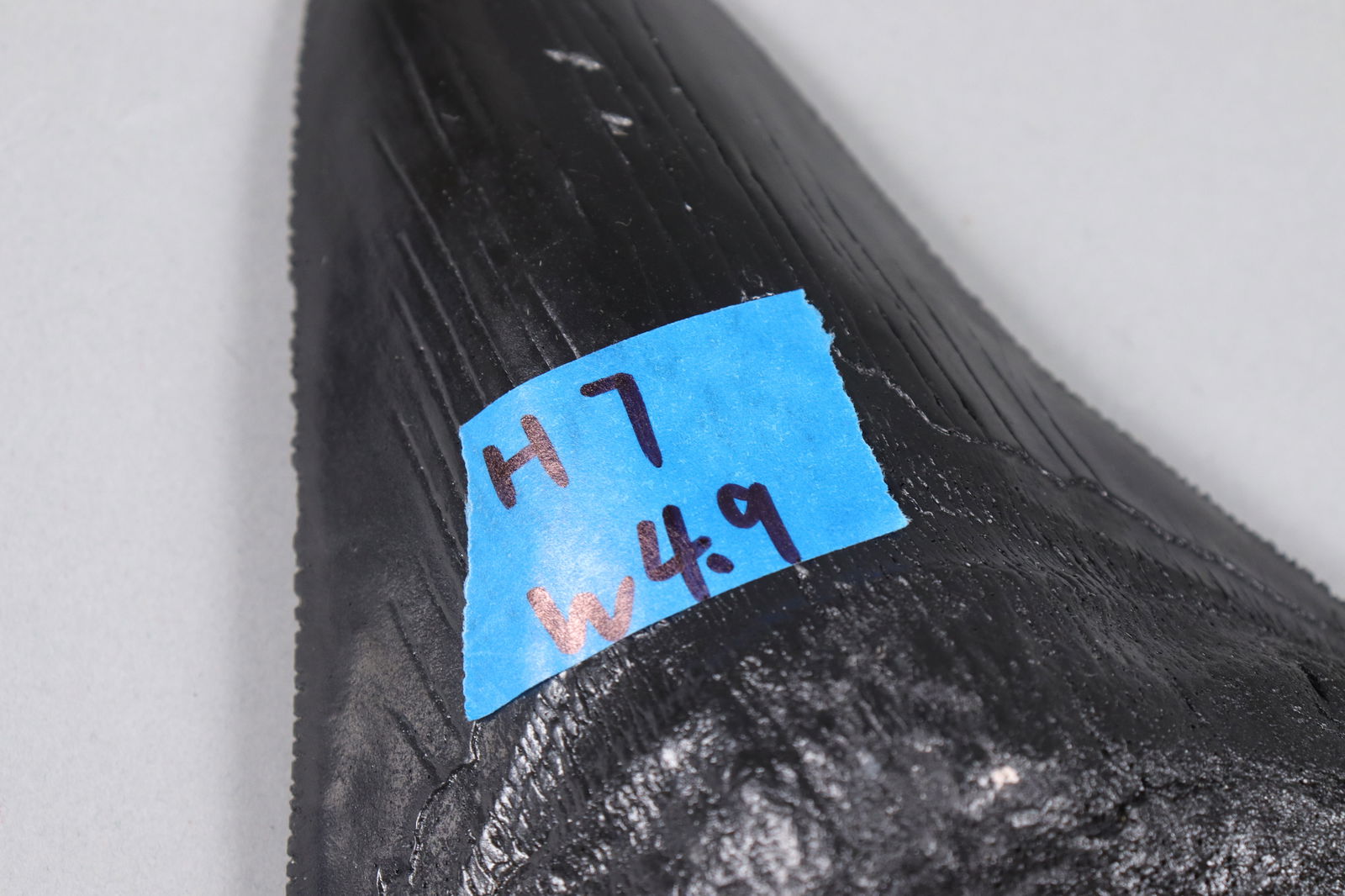 A large fosslized item - 6