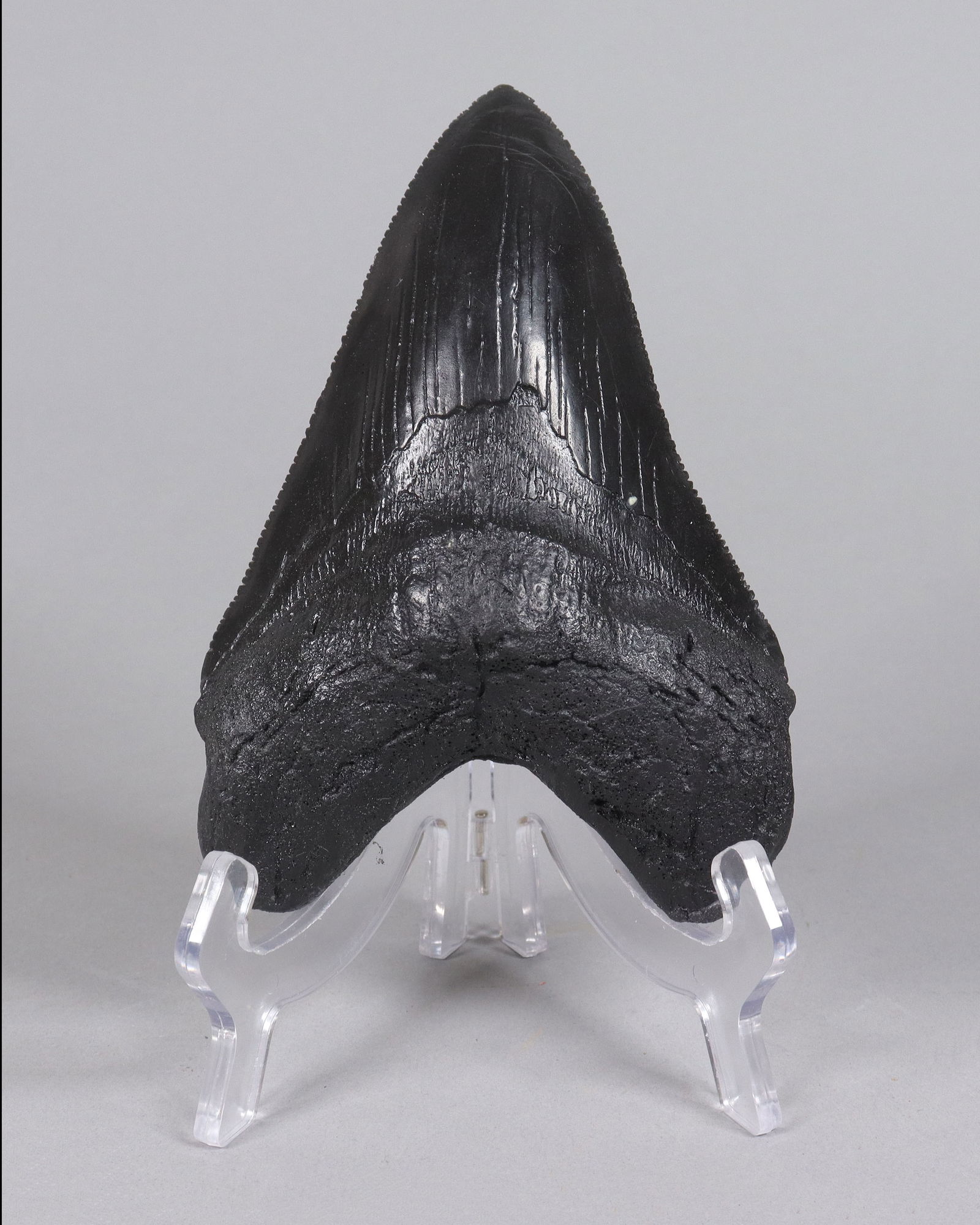 A large fosslized item (1 of 6)