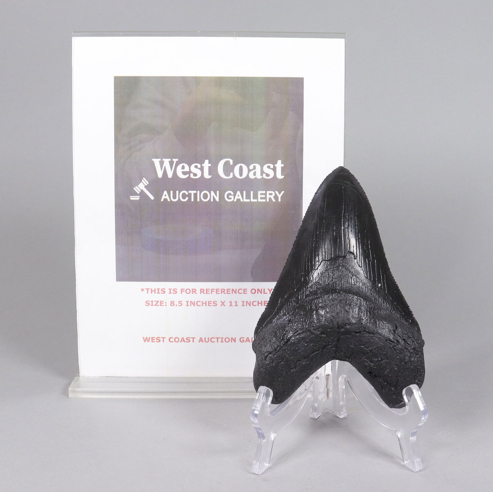 A large fosslized item - 2