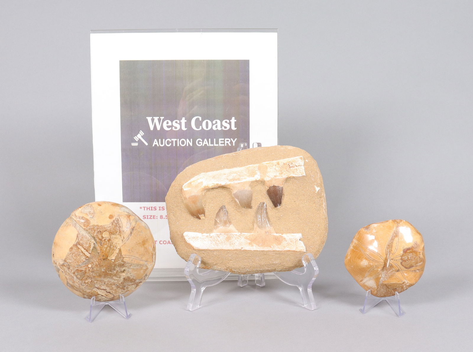 Lots fossilized items - 2