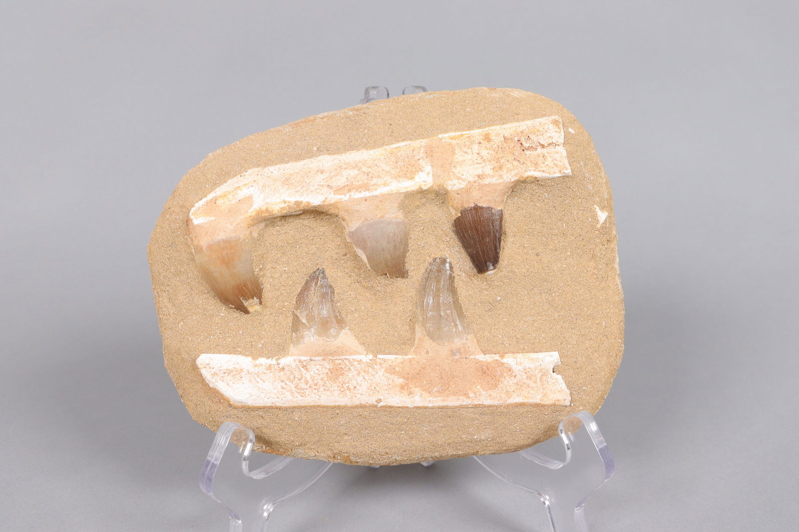 Lots fossilized items - 3