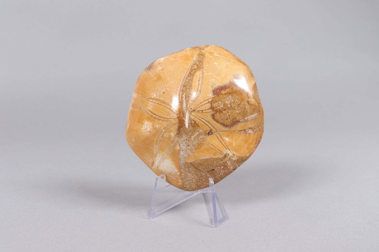 Lots fossilized items - 4