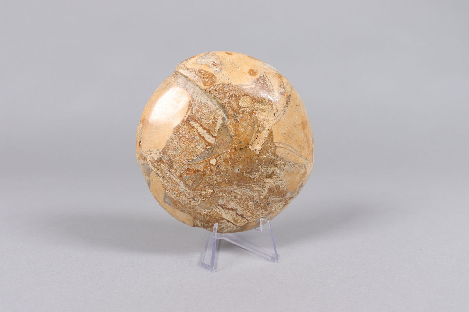 Lots fossilized items - 5