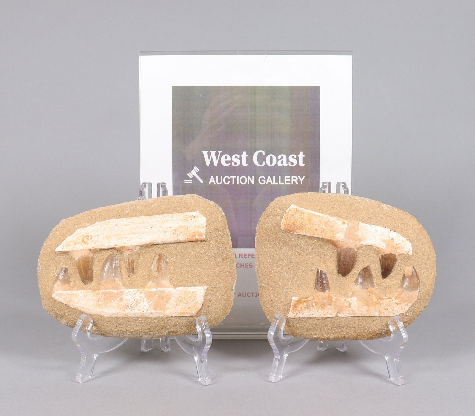 Lots fossilized items - 2