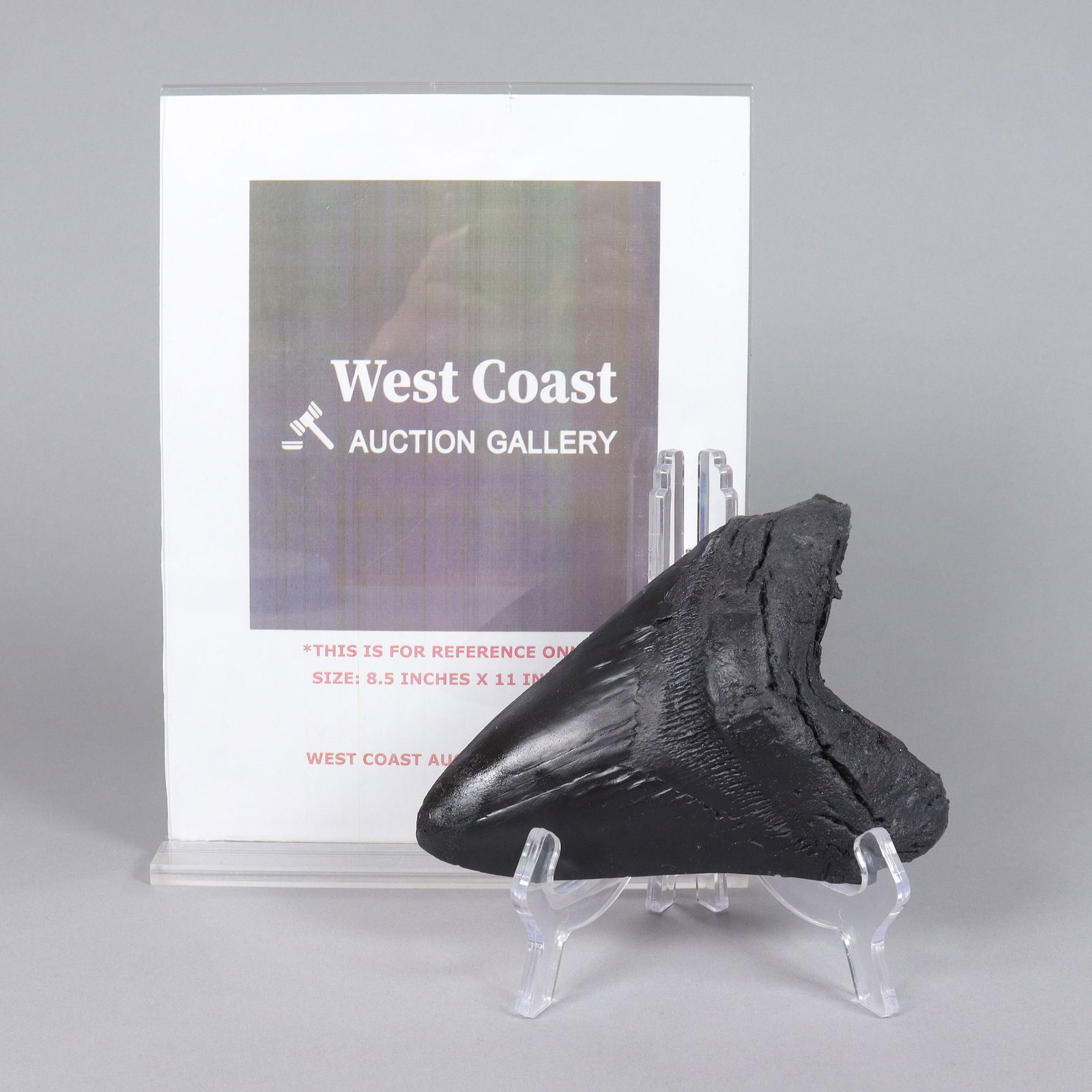 A large fossilized item - 2