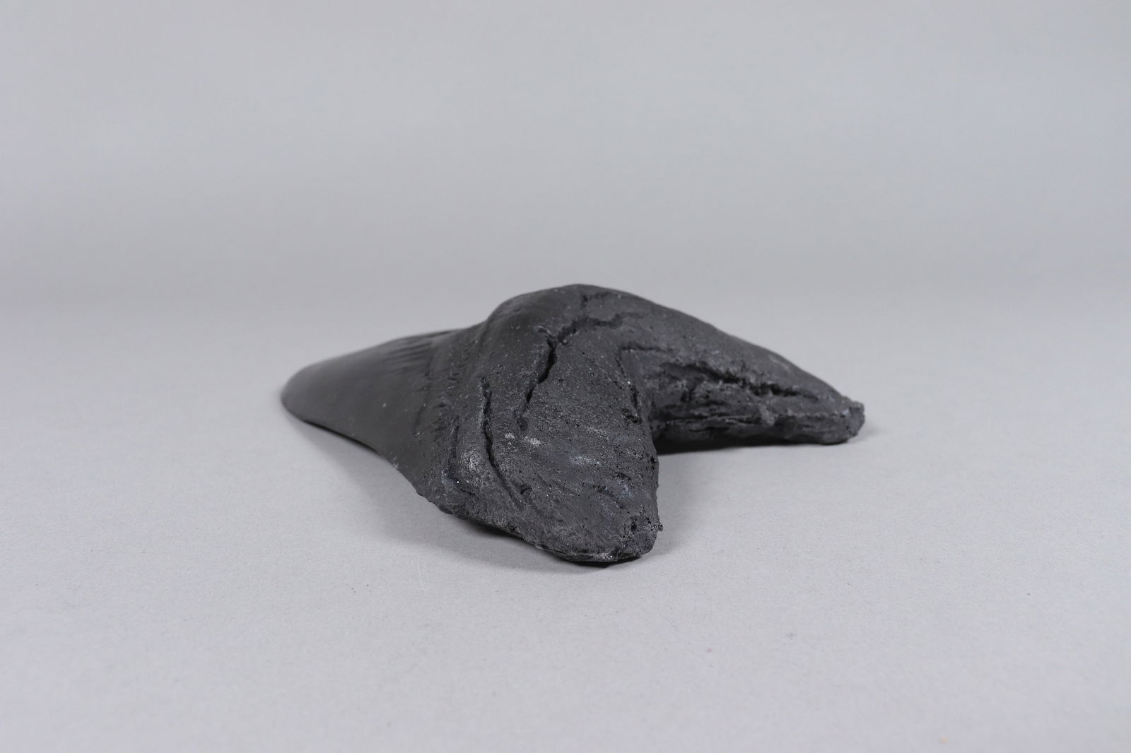 A large fossilized item - 3