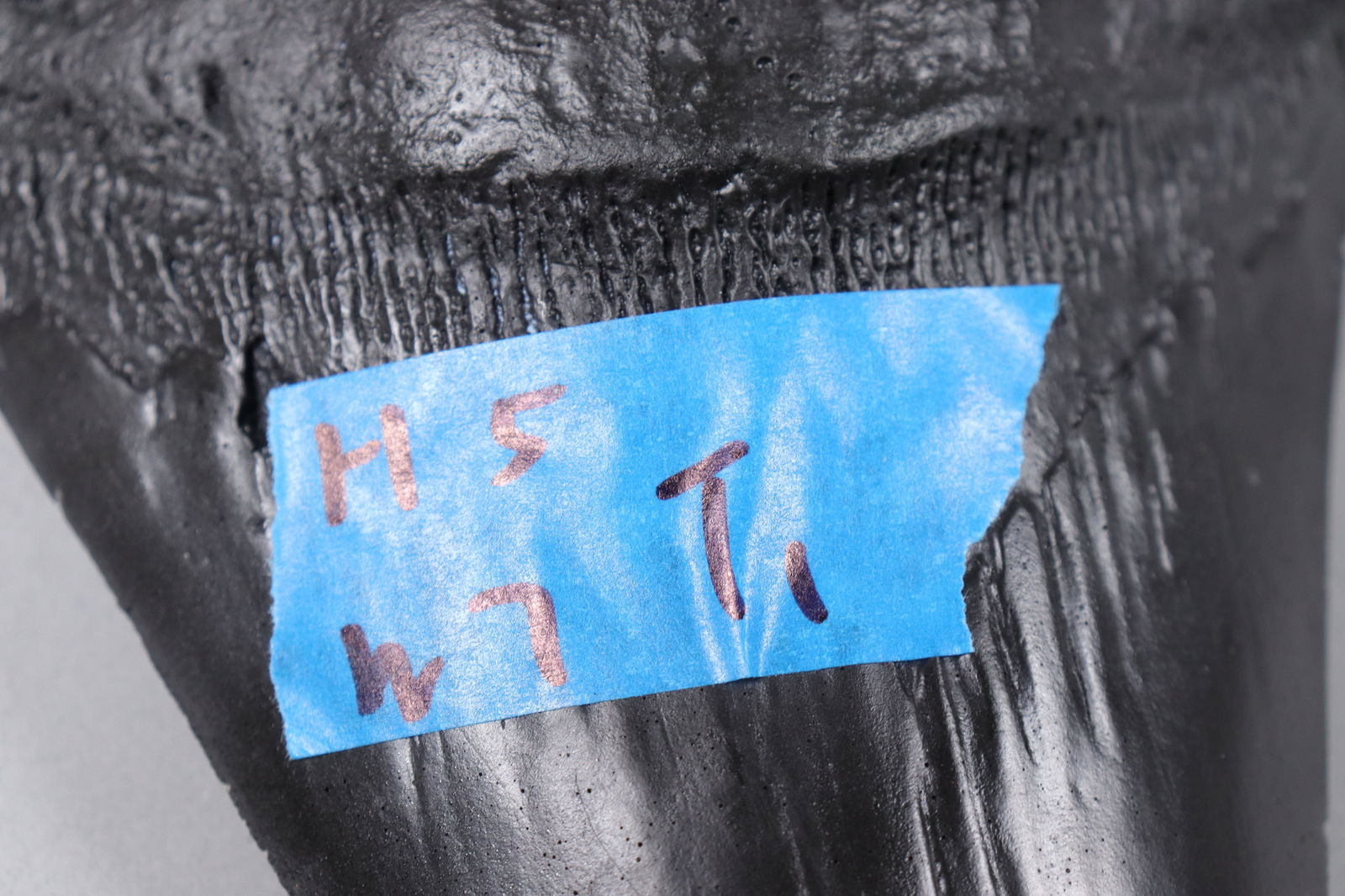 A large fossilized item - 6