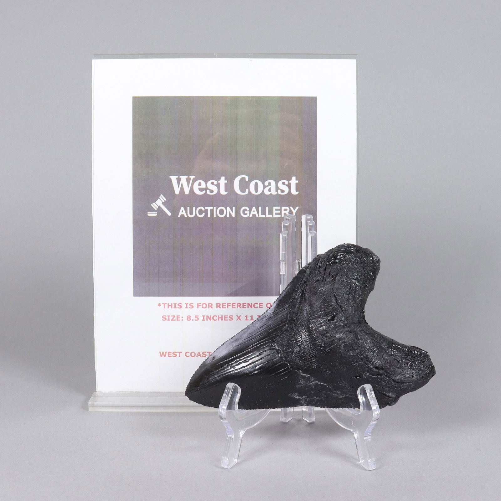 A large fossilized item - 2