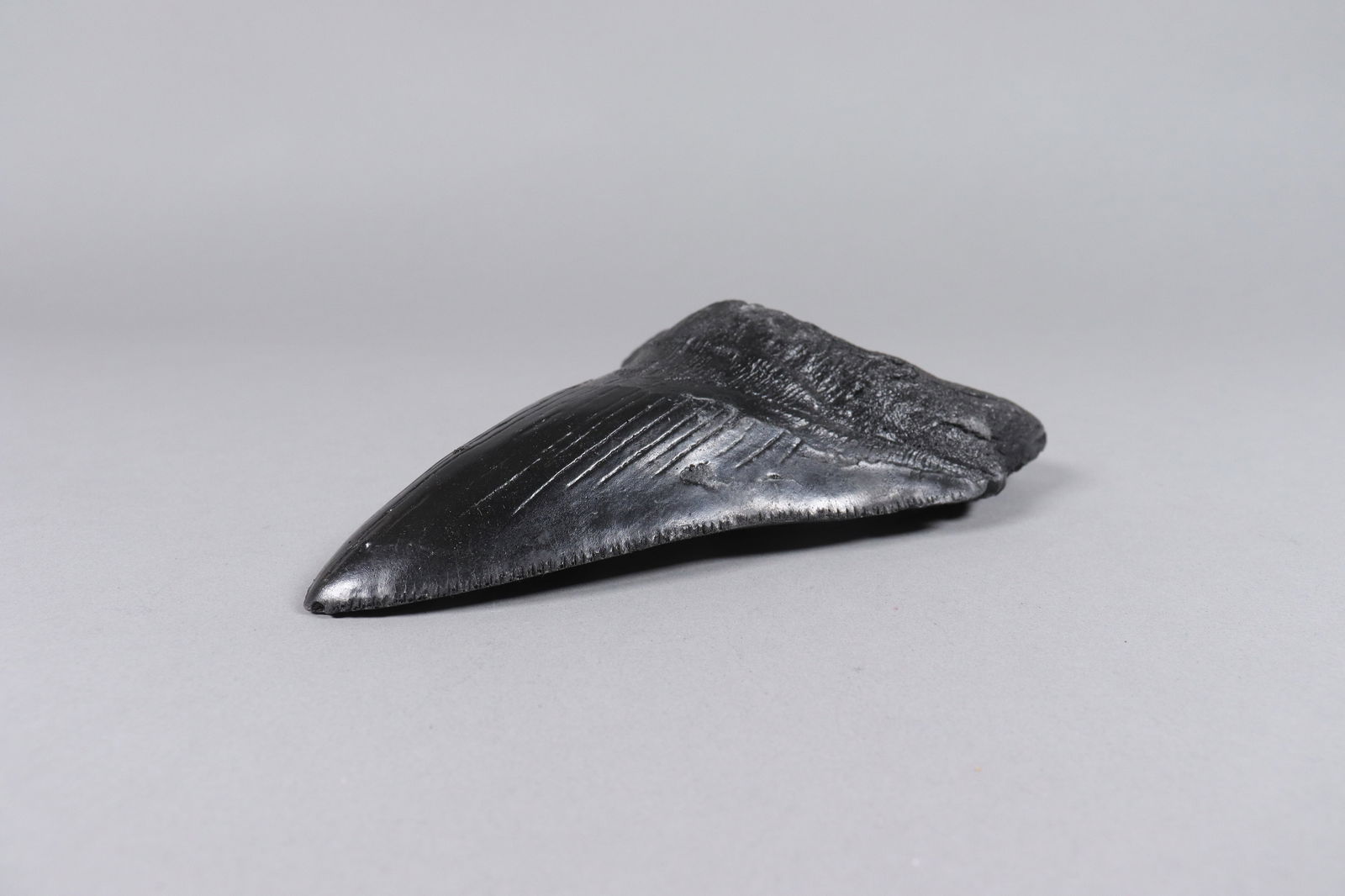 A large fossilized item - 3