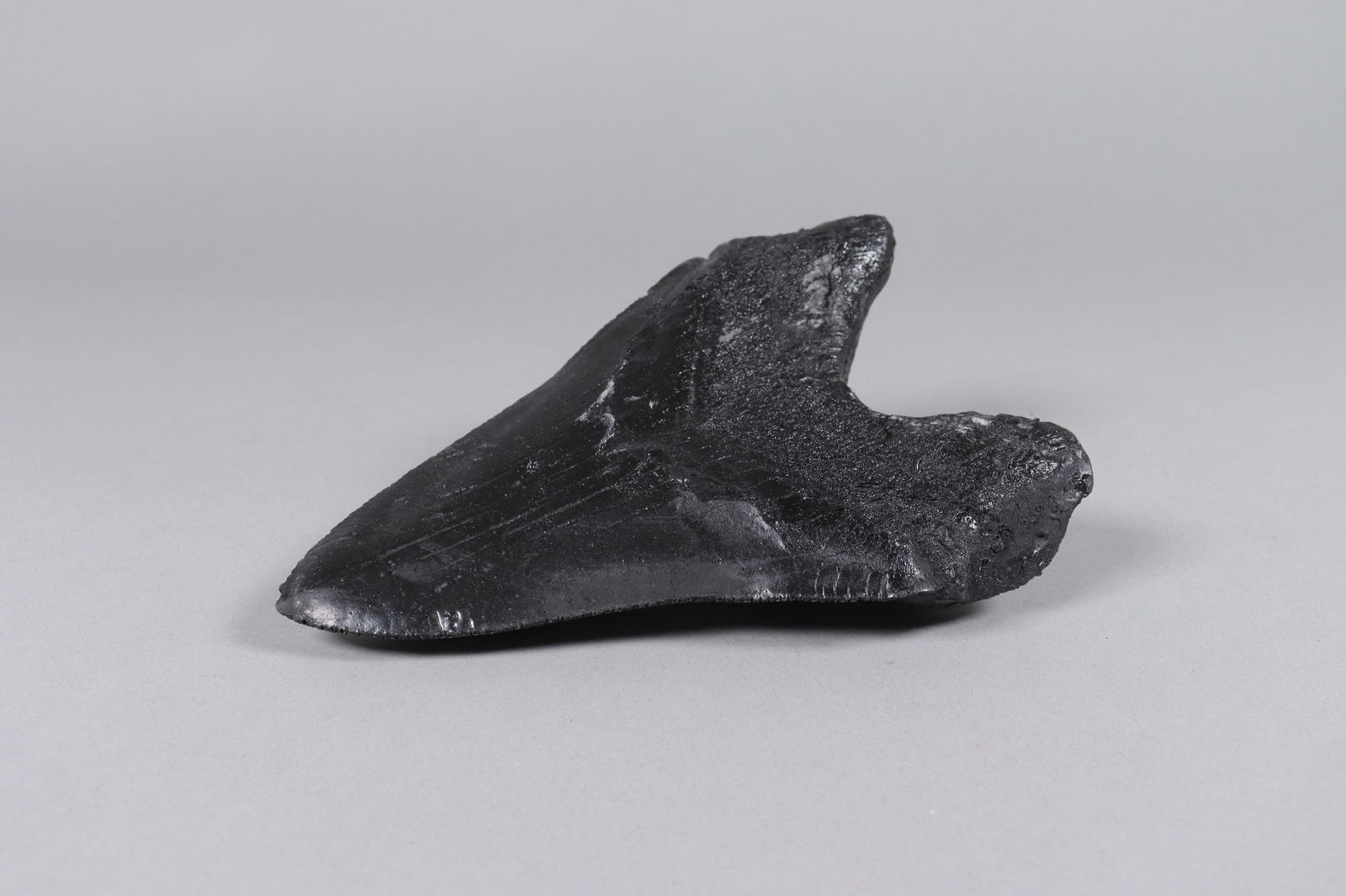 A large fossilized item - 5