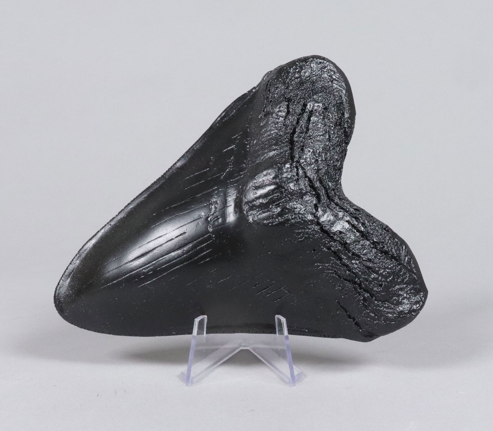 A large fossilized item: A large fosslized item, ungraded. All sales are final. No return.