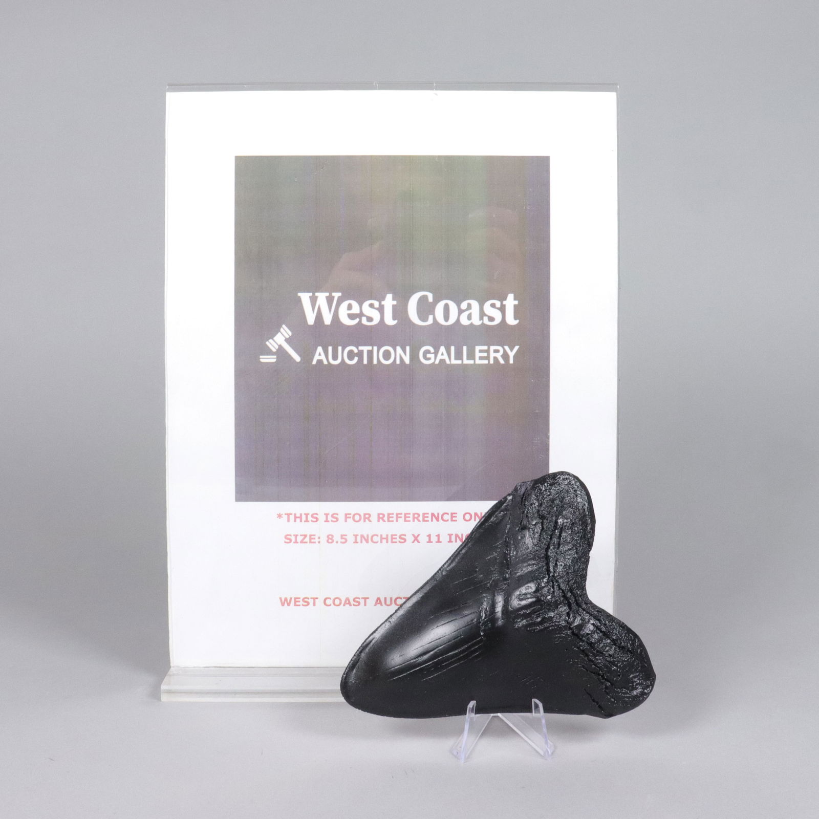 A large fossilized item - 2