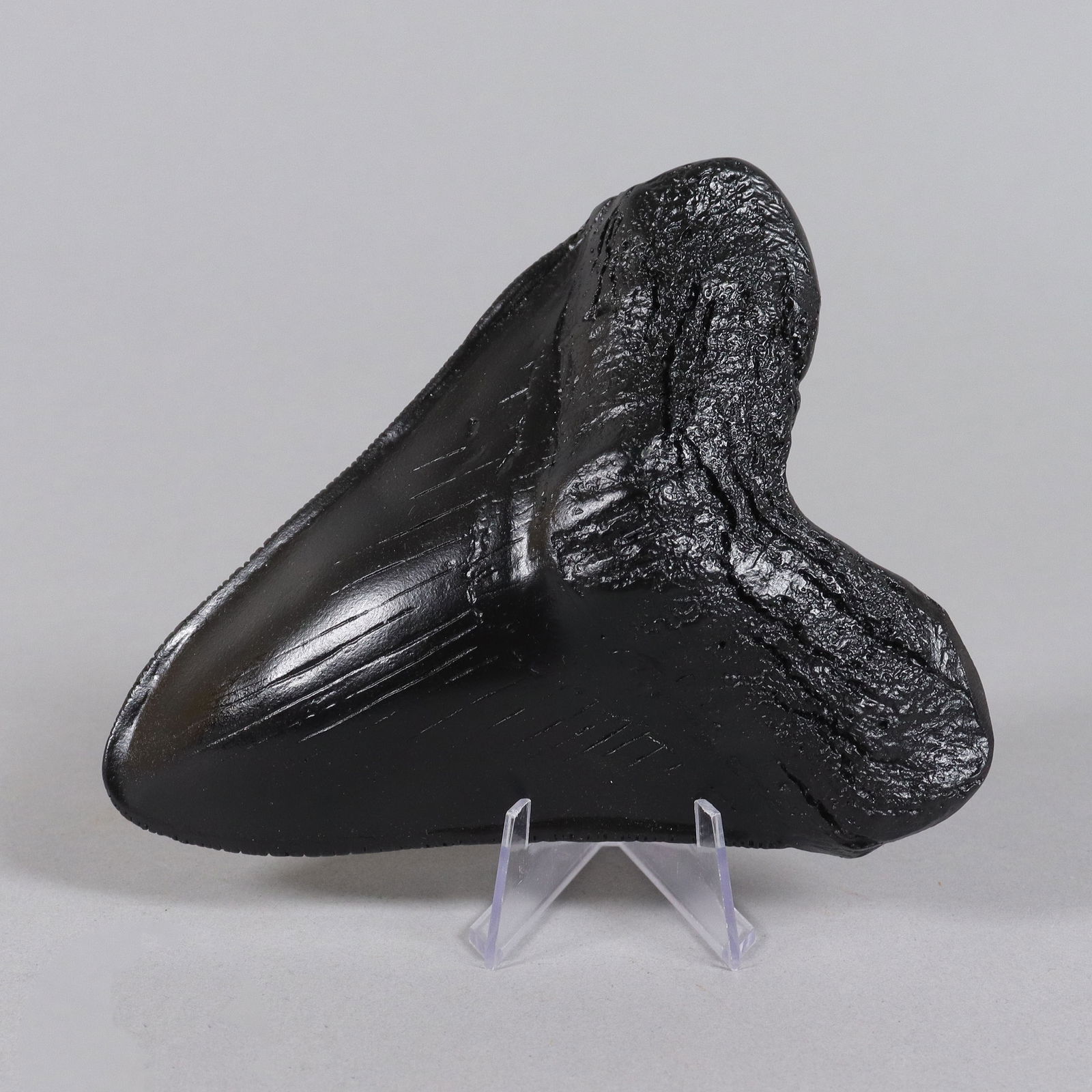 A large fossilized item (1 of 9)