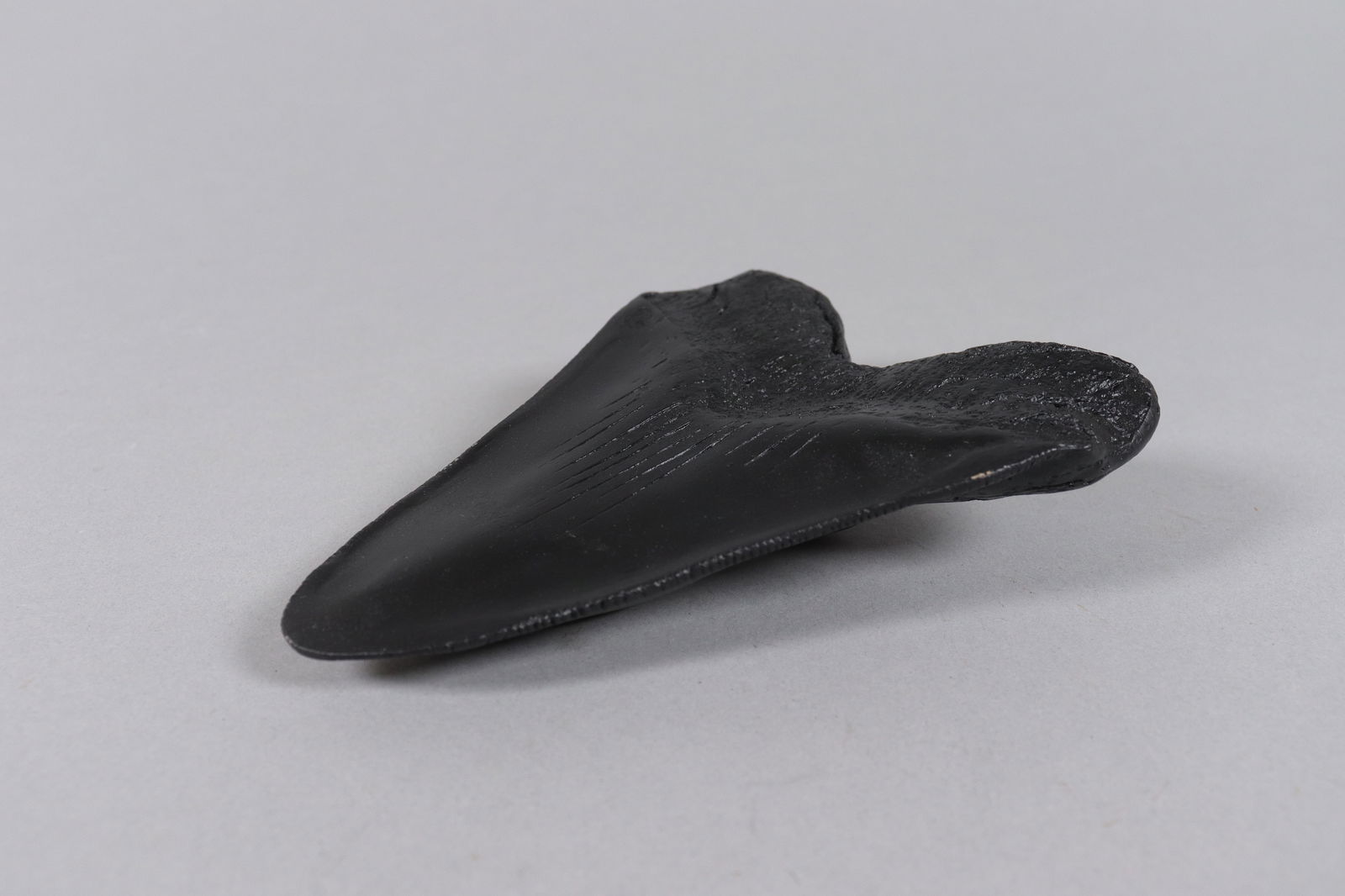 A large fossilized item - 5